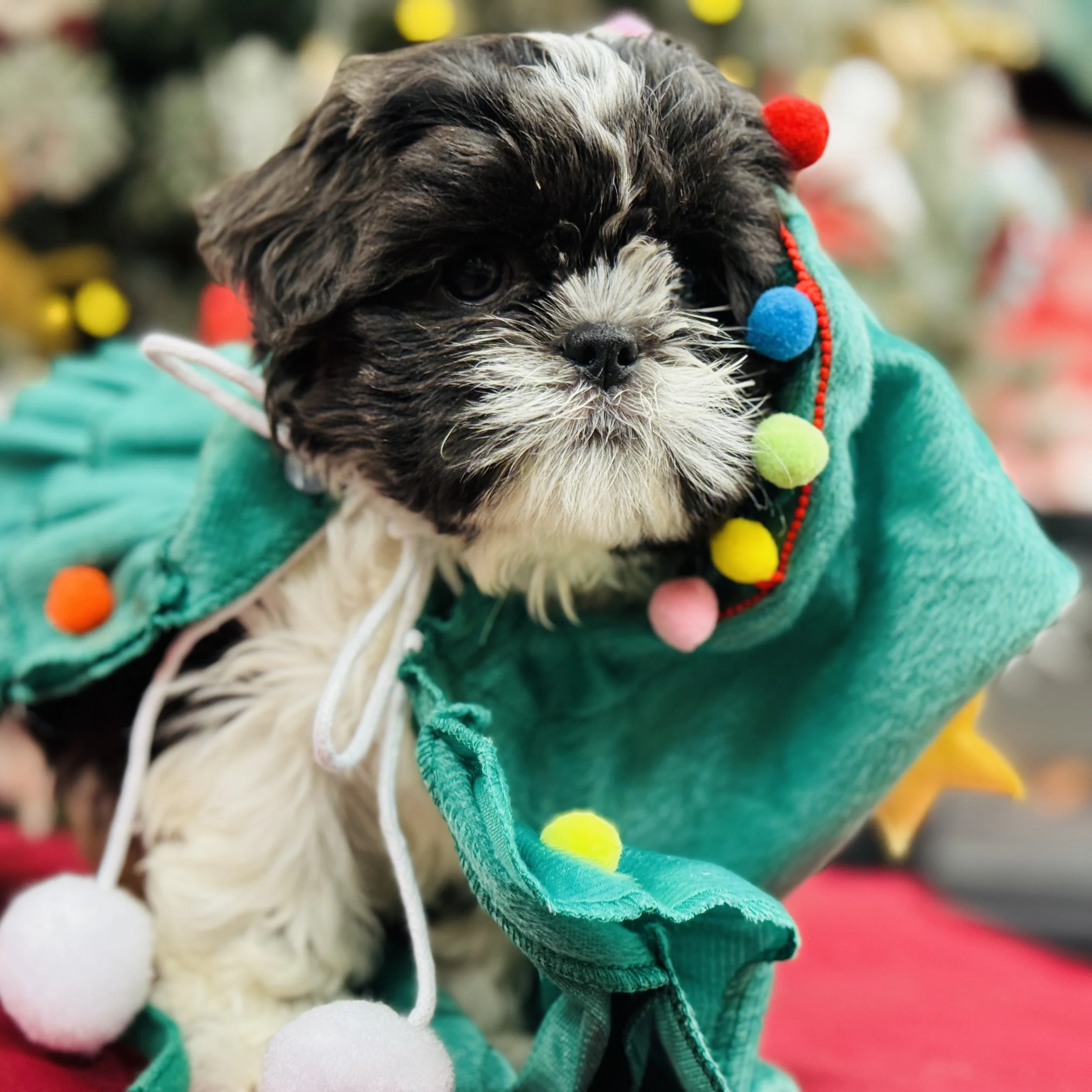 Shih Tzu  "Puppermint Patty"  4lb  Female  DOB  10/15/2025
