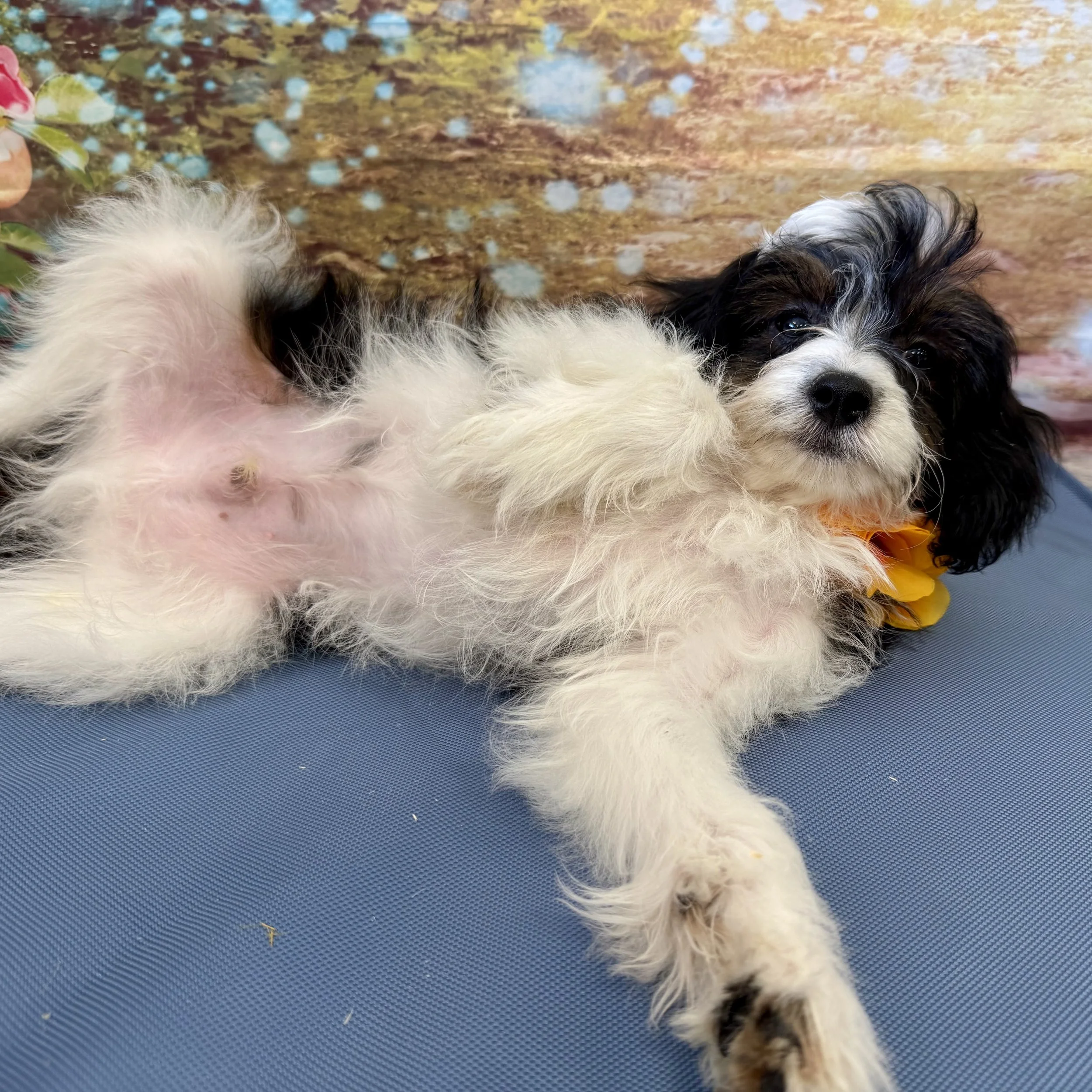 Papi Poo  "Oops"  5lb  Male  DOB  4/10/2026