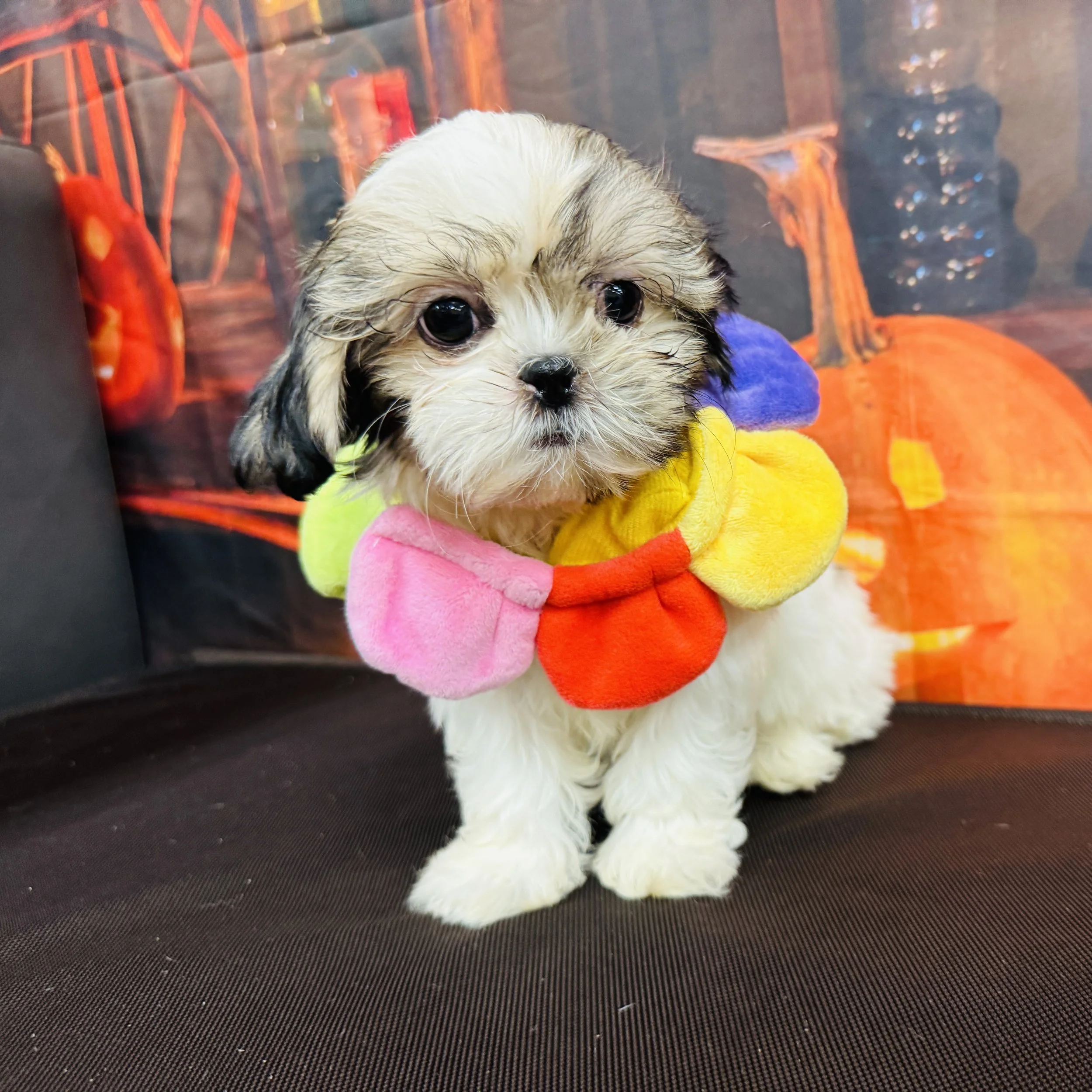 Shih Tzu "Viola" 2lb Female 8/7/2025
