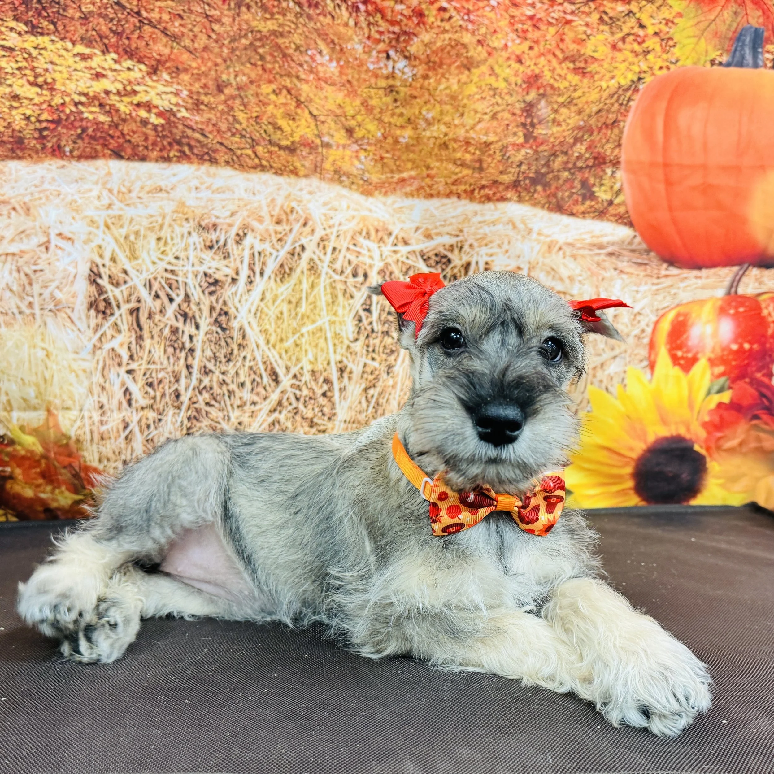 Mini Schnauzer  "Lucy" 7lb  Female  DOB  9/9/2025