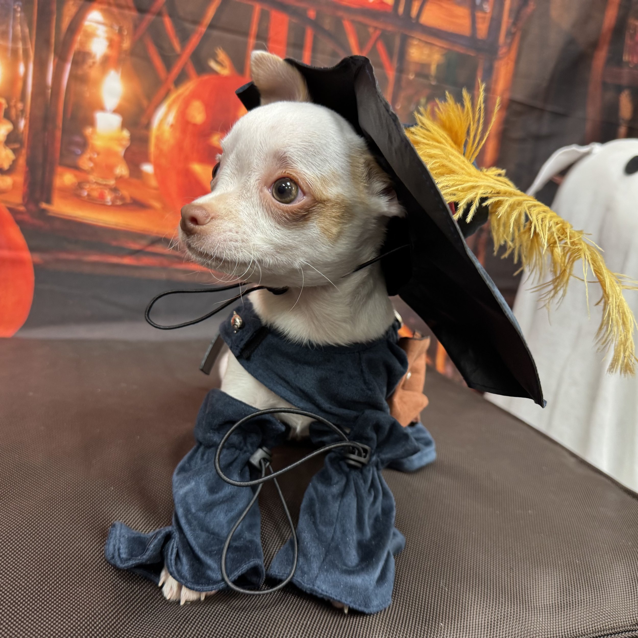 Chihuahua  "Ghost"  2lb  Male  DOB  7/11/2026