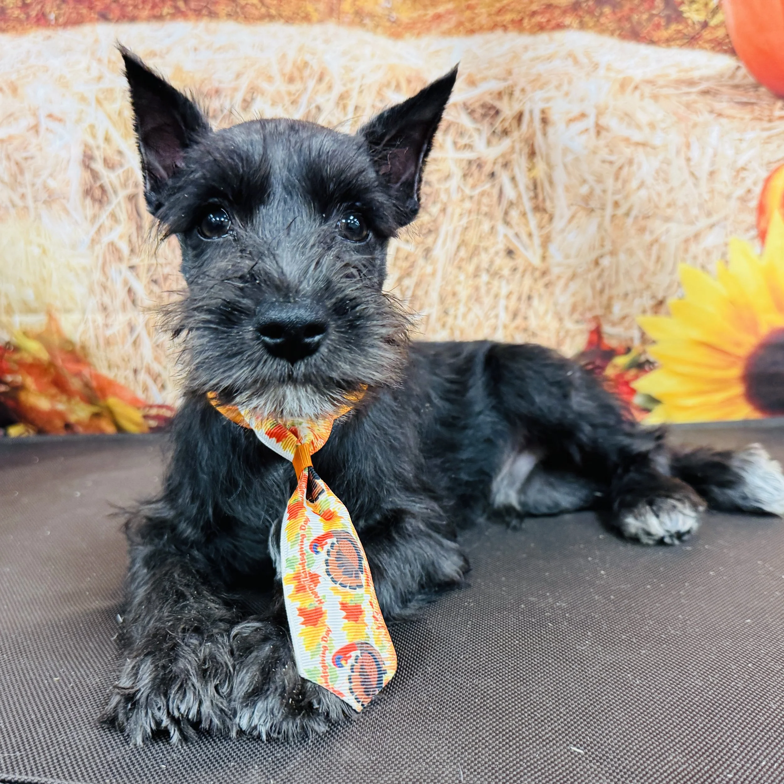 Mini Schnauzer  "Edmond" 5lb  Male  DOB  9/9/2025