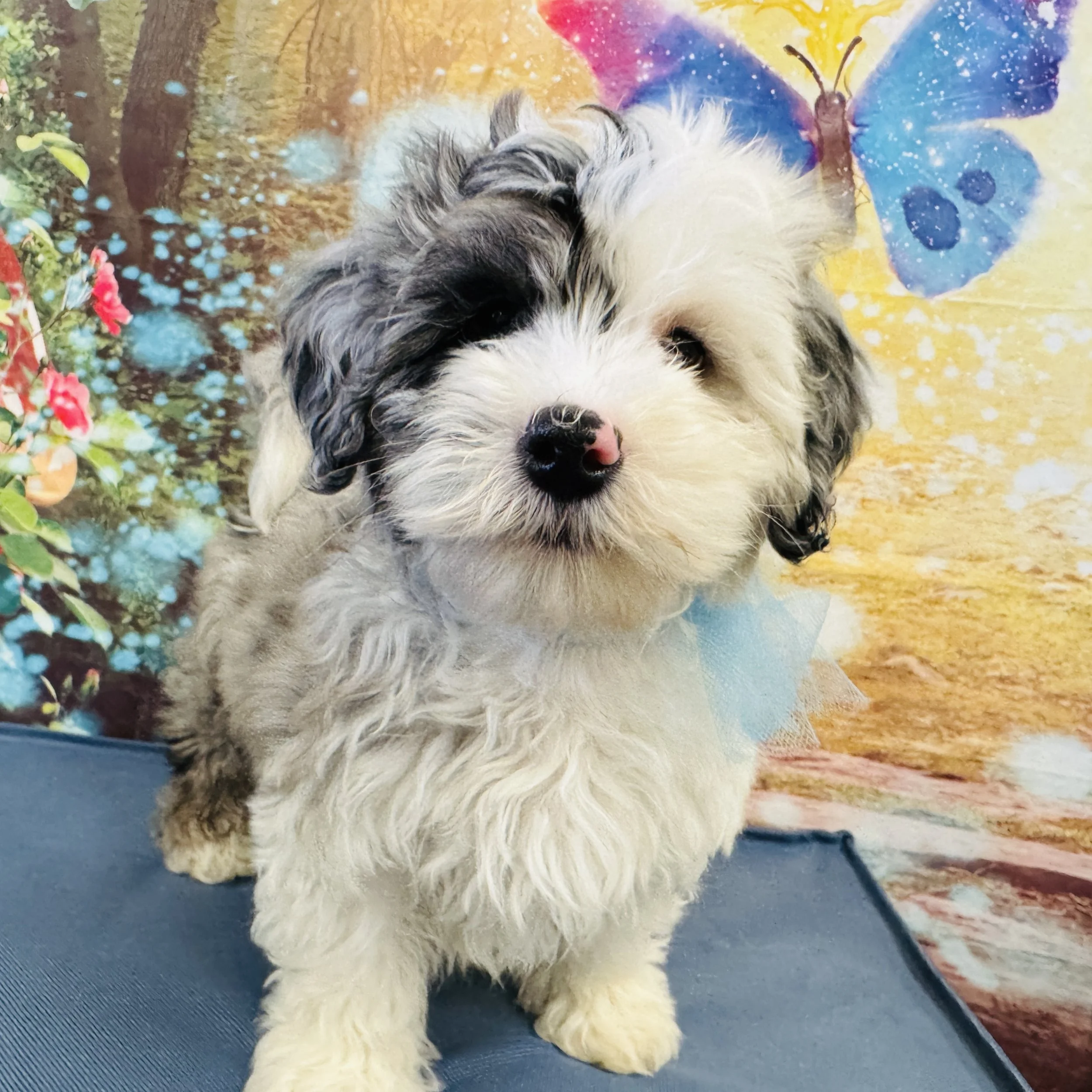 Mini Bernedoodle  "Dipper"  4lb  Male  DOB  2/23/2026
