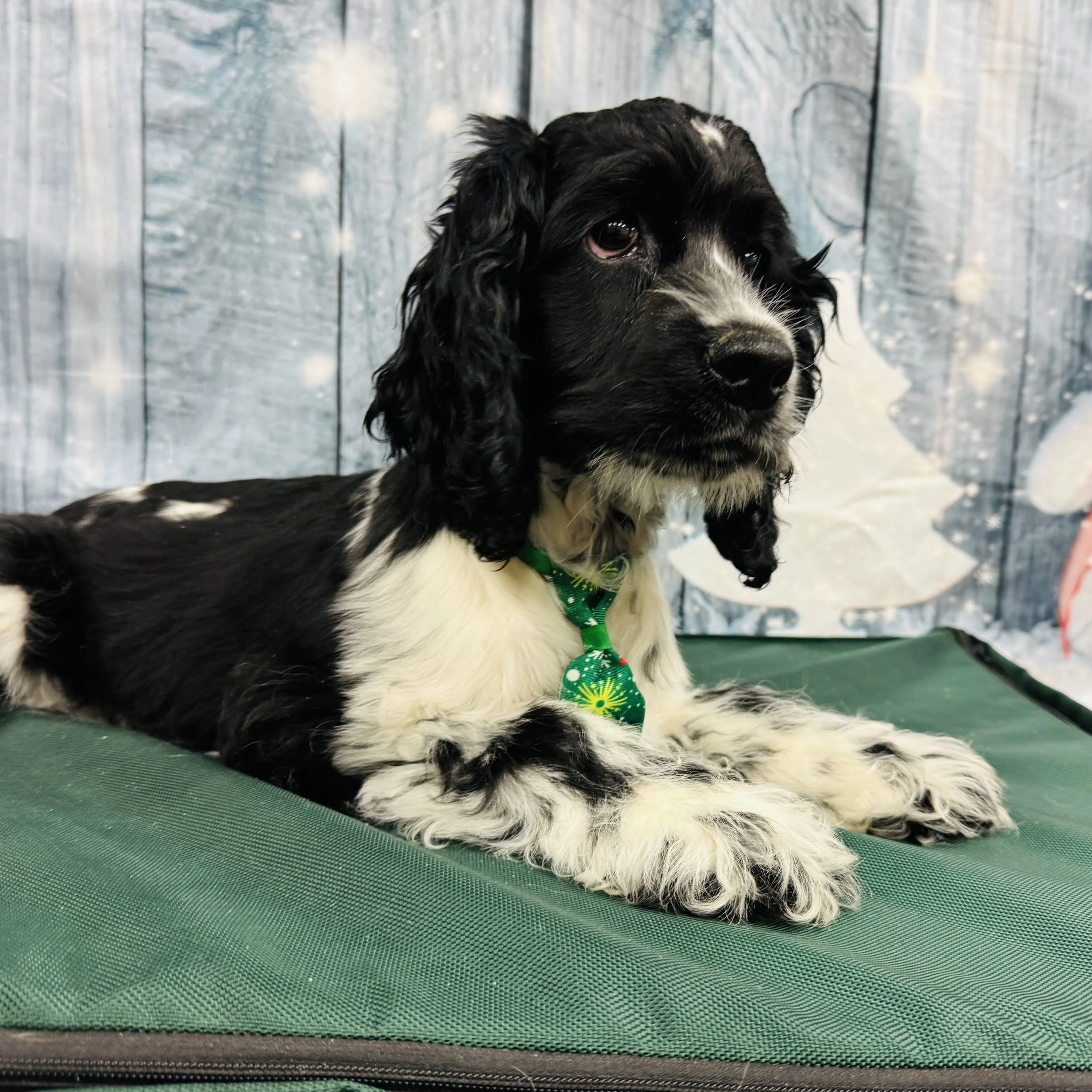 Cocker Spaniel  "S'mores"  10lb   Male  DOB  8/5/2025