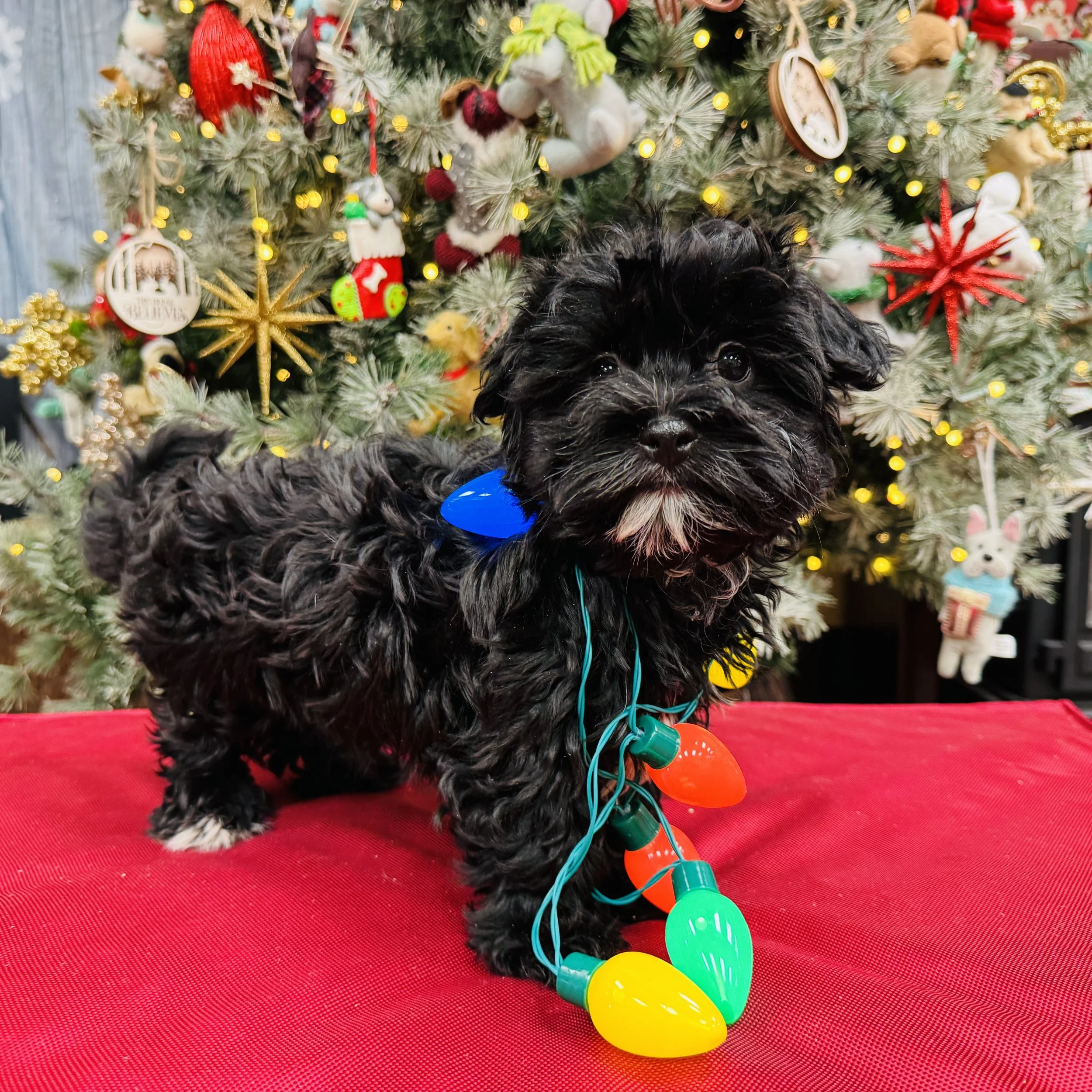 Havanese  "Dasher"  3.5lb  Male  DOB  10/7/2025