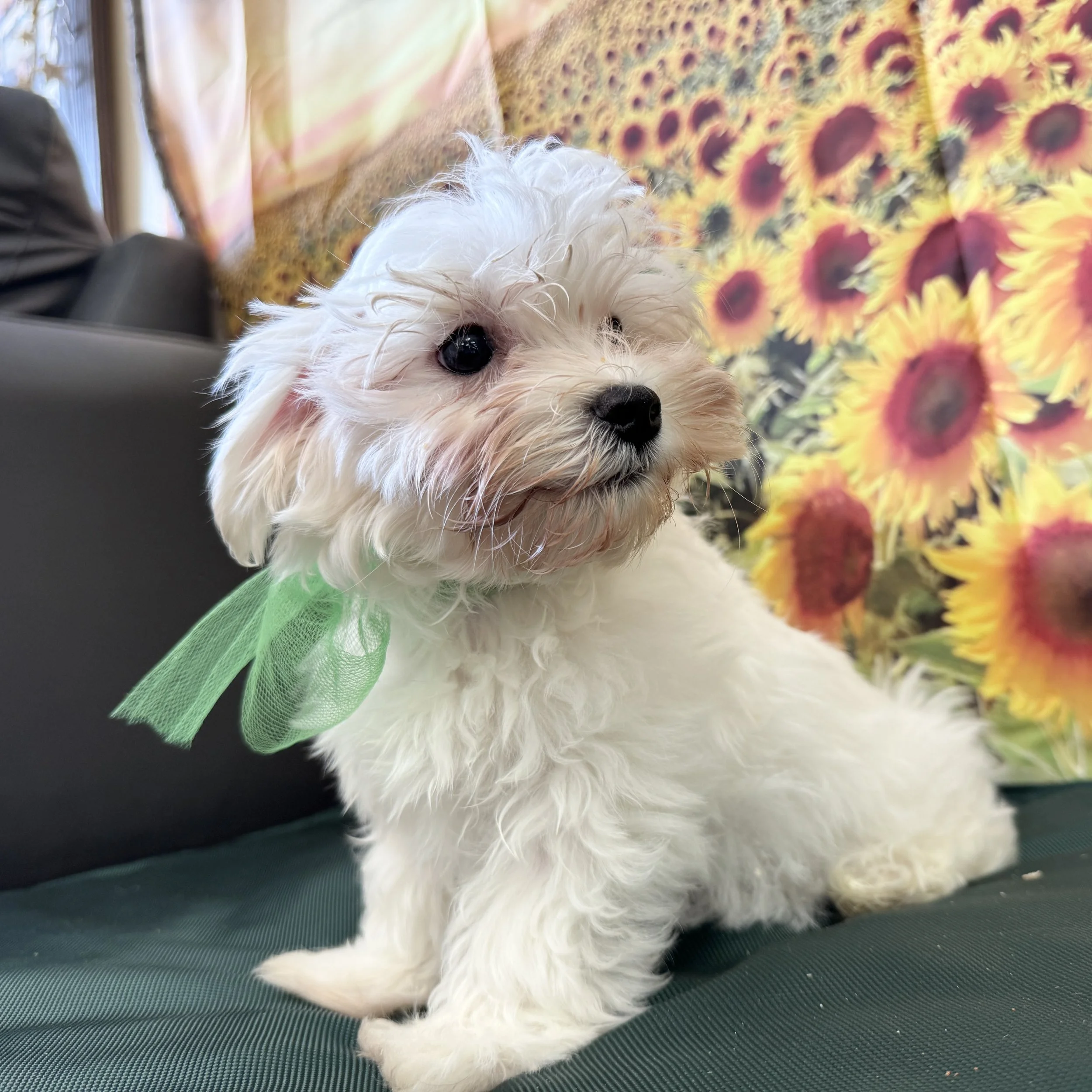 Maltese "Newman" 3lb Male DOB 6/6/2025