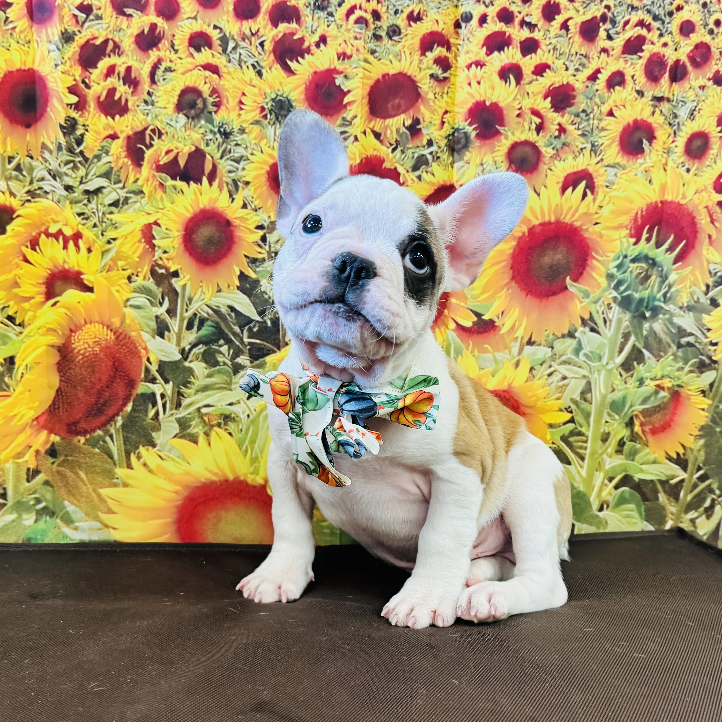 Frenchie "Pot Roast" 7lb Male DOB 6/30/2025