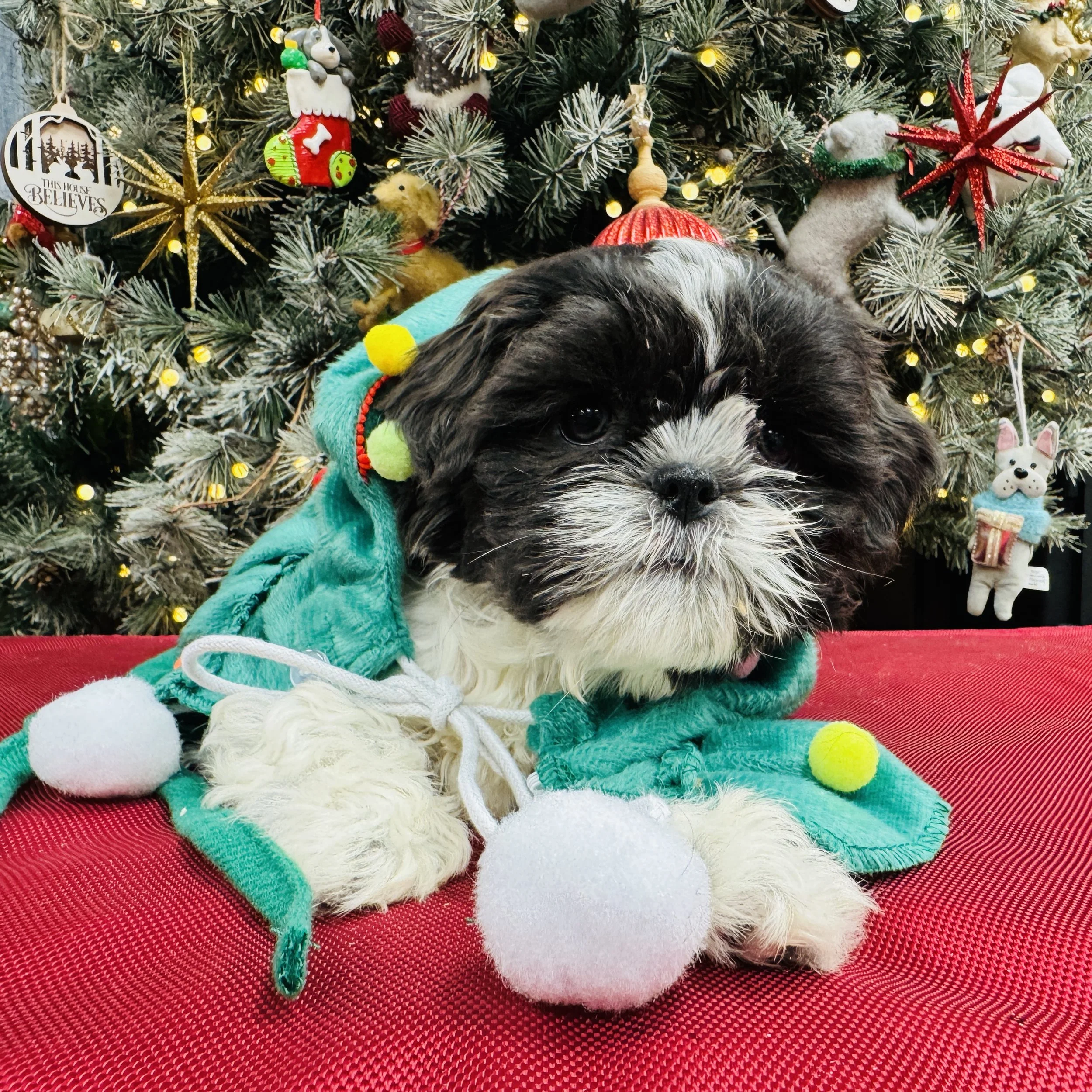 Shih Tzu  "Puppermint Patty"  4lb  Female  DOB  10/15/2025