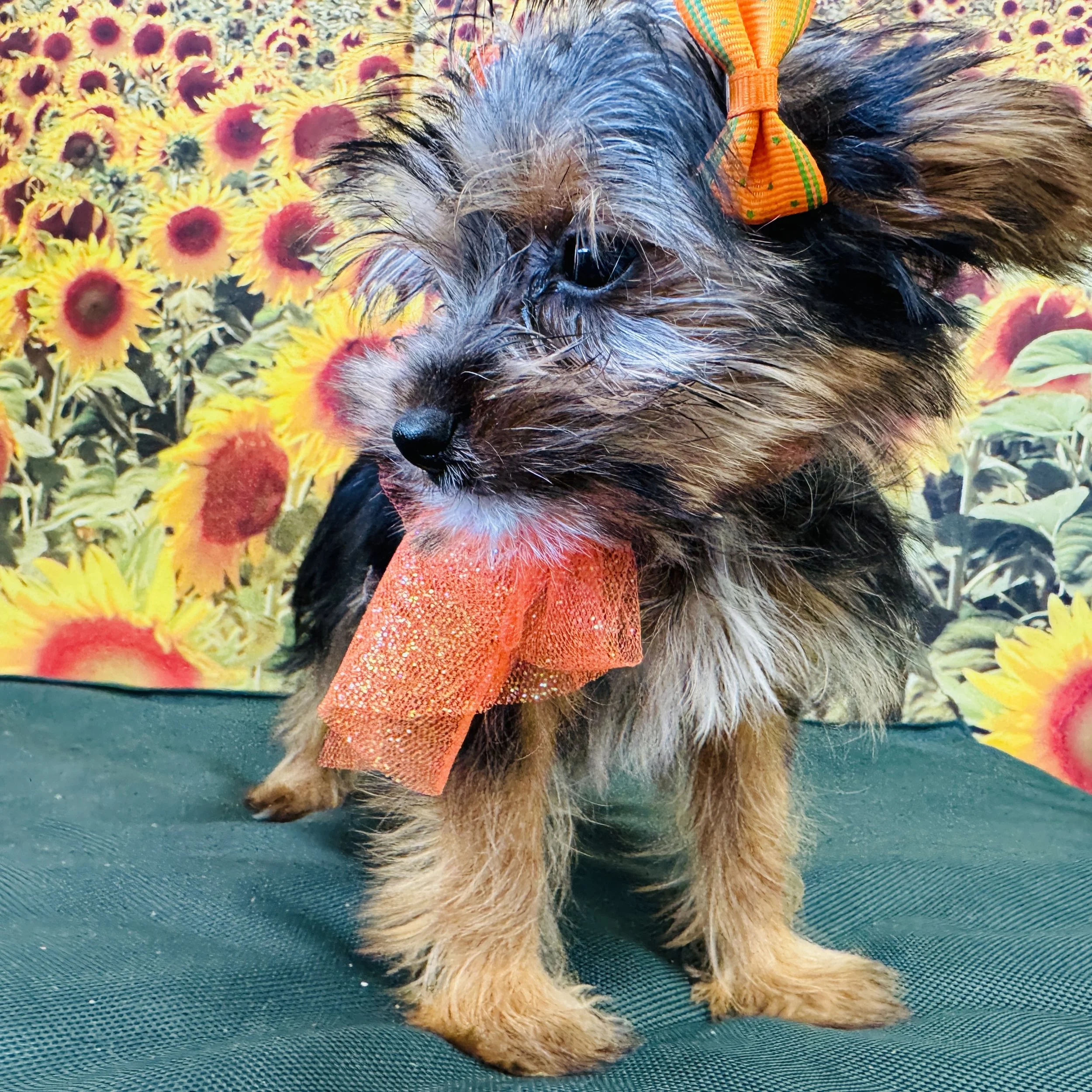 Yorkie "Thimble" 2lb Female DOB 6/1/2025