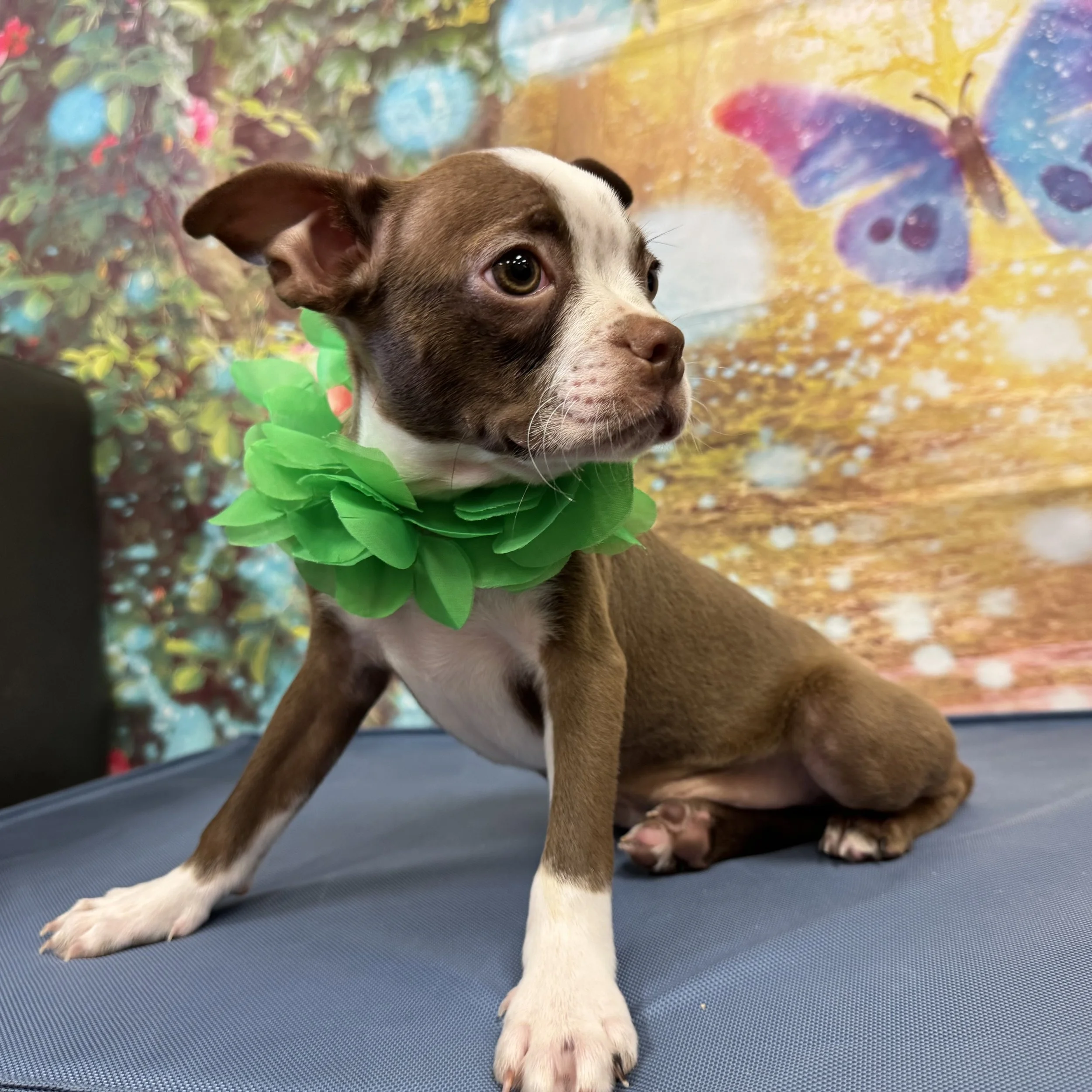 Boston "Pony"  5lb  Male  DOB  4/25/2026