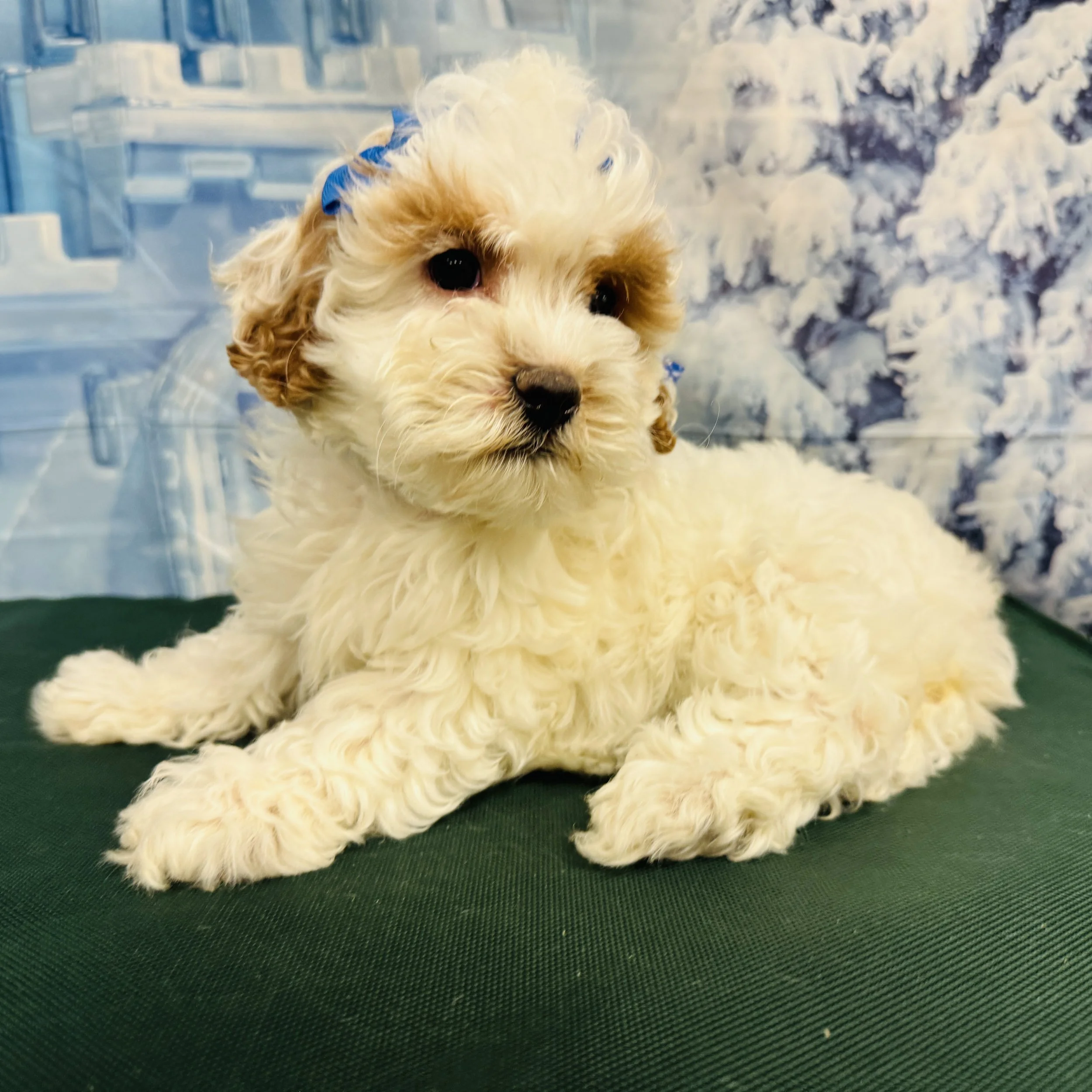 Cockapoo 2nd Gen "Cheesecake"  3lb  Female  DOB  11/3/2025