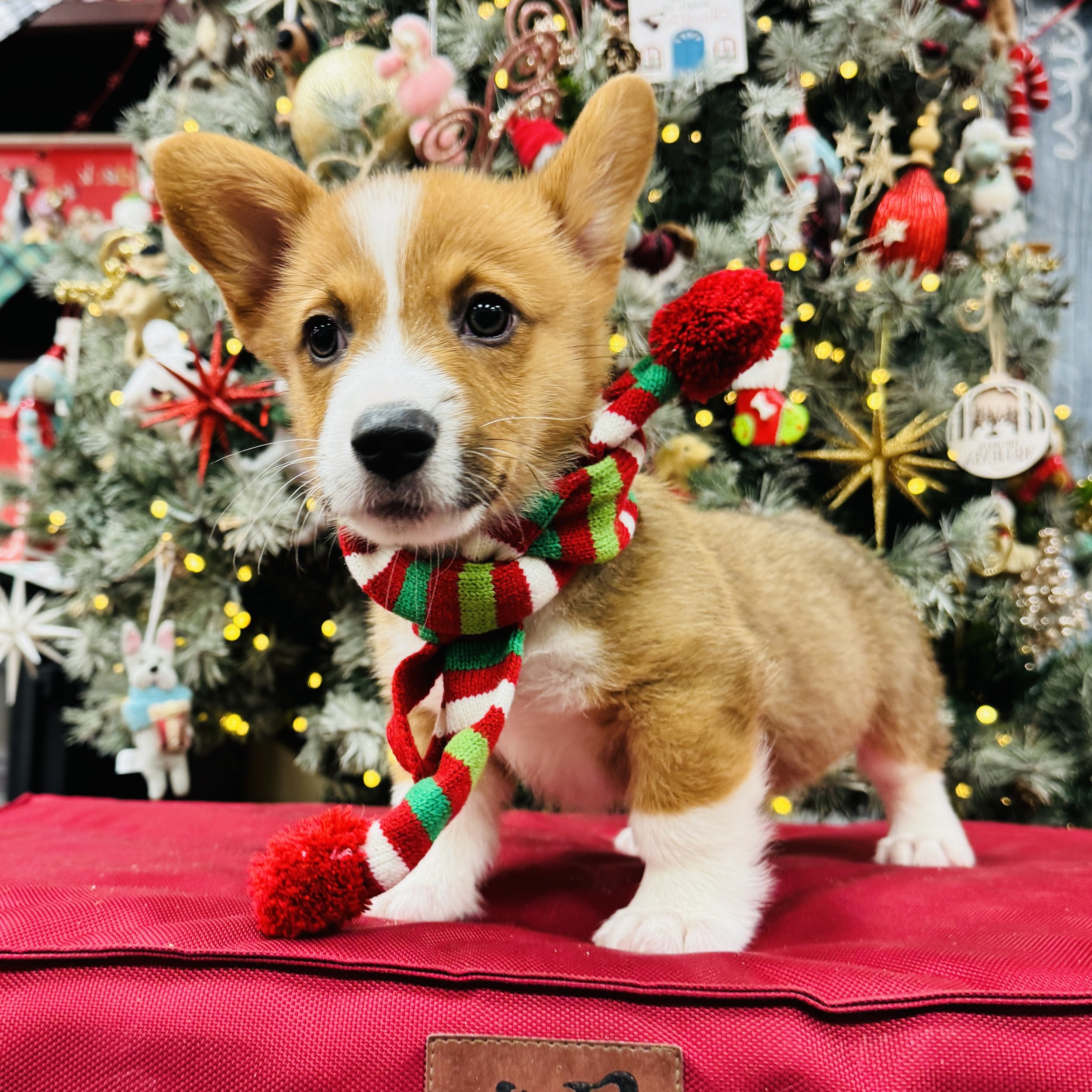 Corgi  "Pretzel"  6lb  Male  DOB  10/7/2025