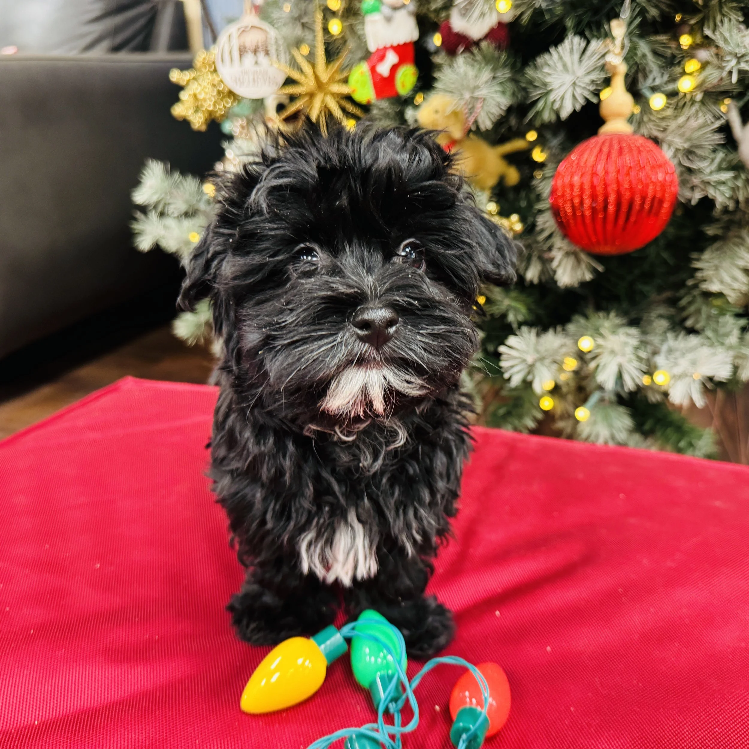 Havanese  "Dasher"  3.5lb  Male  DOB  10/7/2025