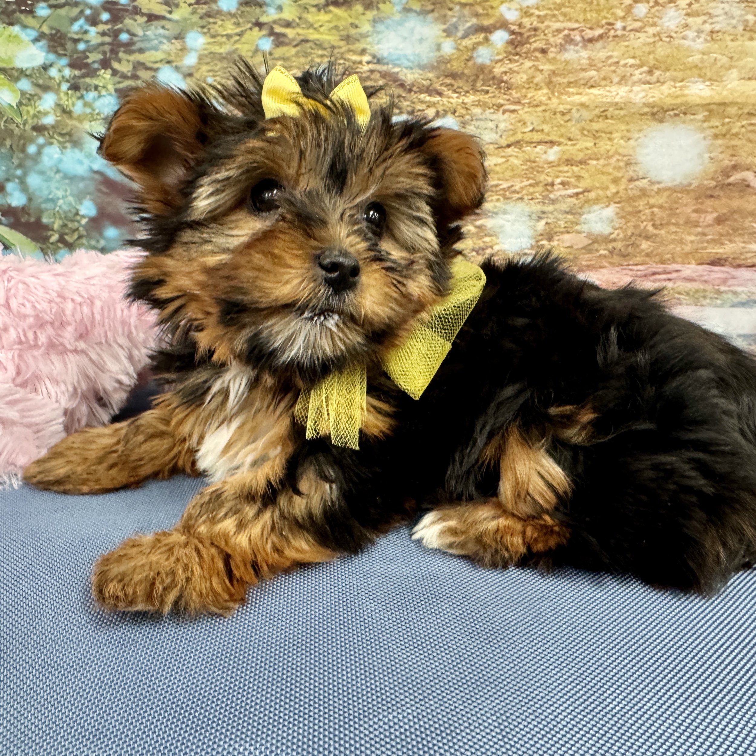 Yorkie  "Rue"  2,4lb  Female  DOB  2/10/2026