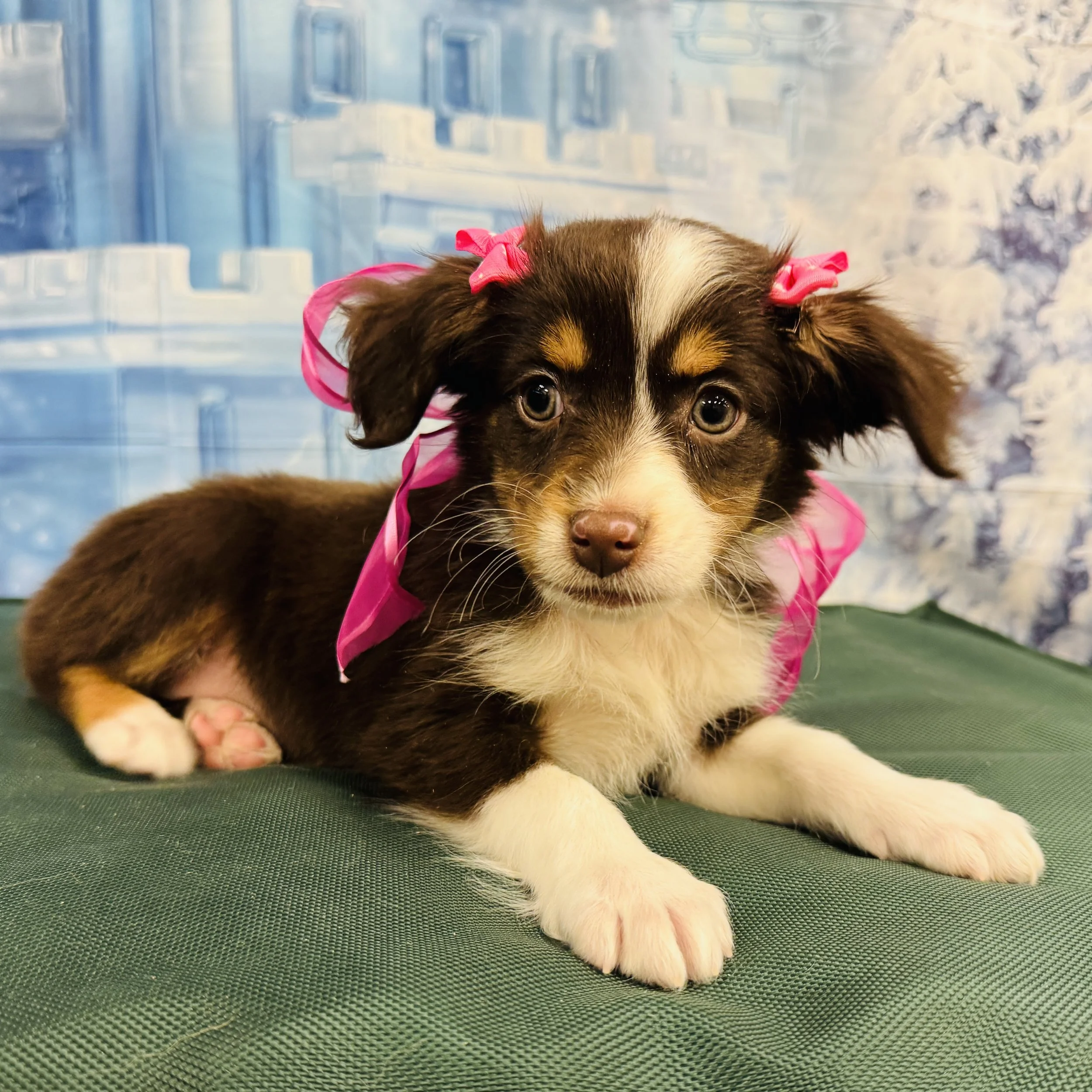 Mini Australian Shepherd "Firefly"  4lb  Female  DOB  11/13/2025