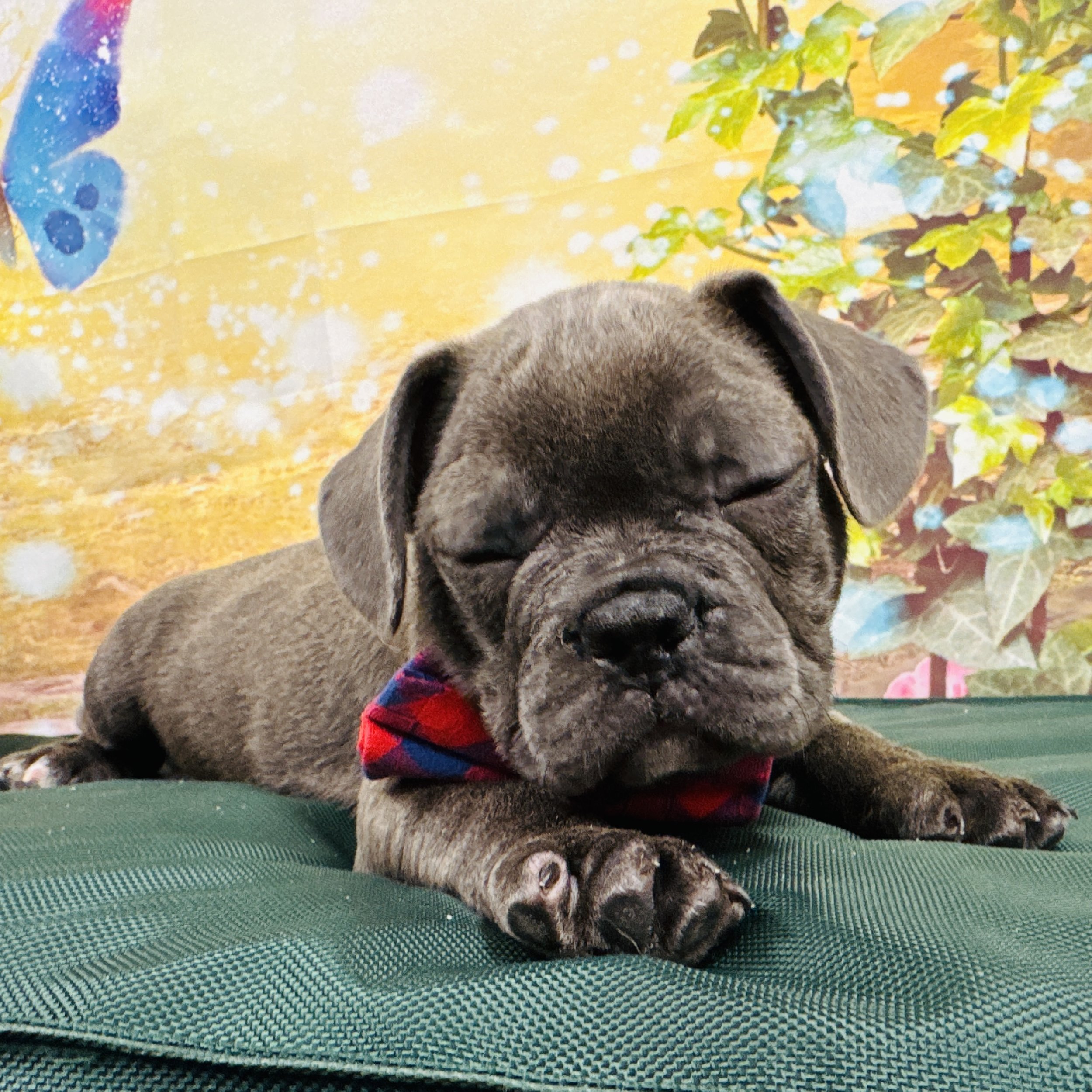 Frenchie "Grover" 6.10lb Male DOB 4/19/2025