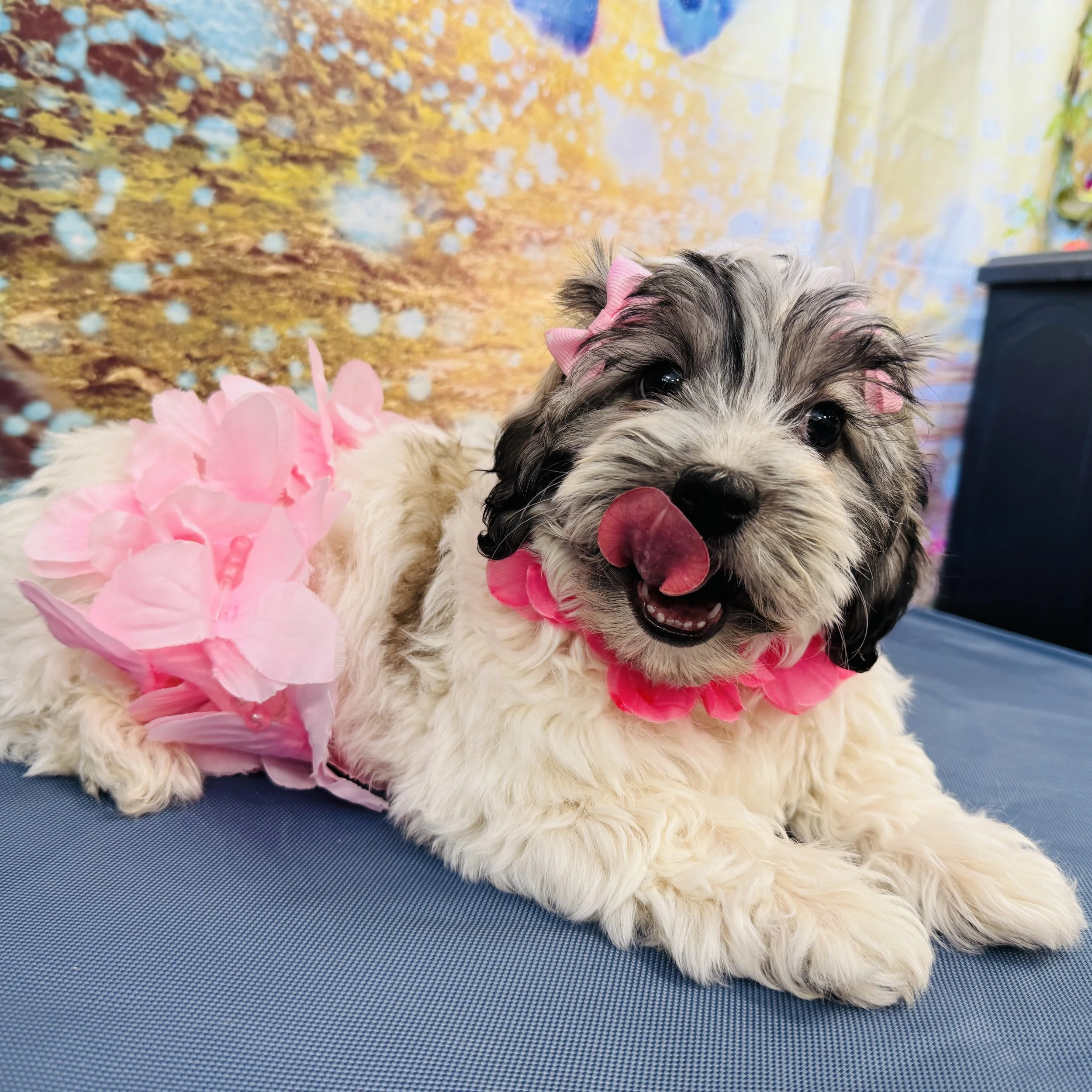 Coton de Tulear  "Crescent"   5lb  Female  DOB  3/16/2026