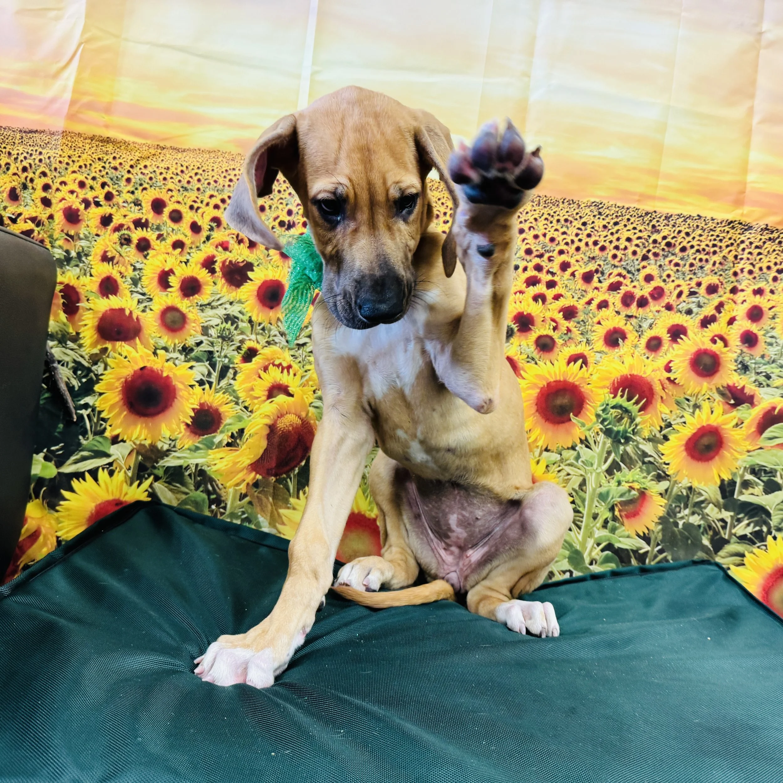 Great Dane "Suki" 24lb Female DOB 5/29/2025
