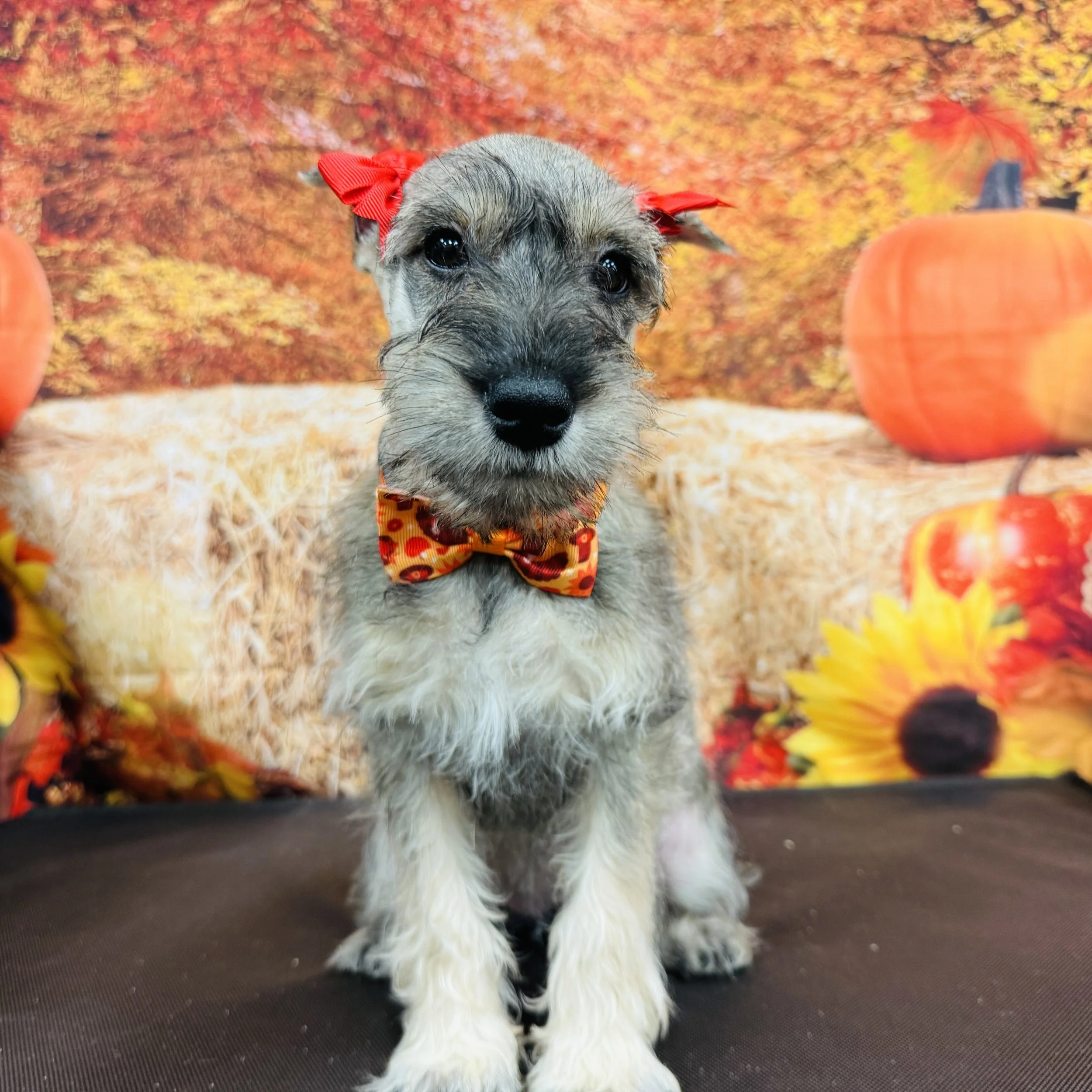 Mini Schnauzer  "Lucy" 7lb  Female  DOB  9/9/2025