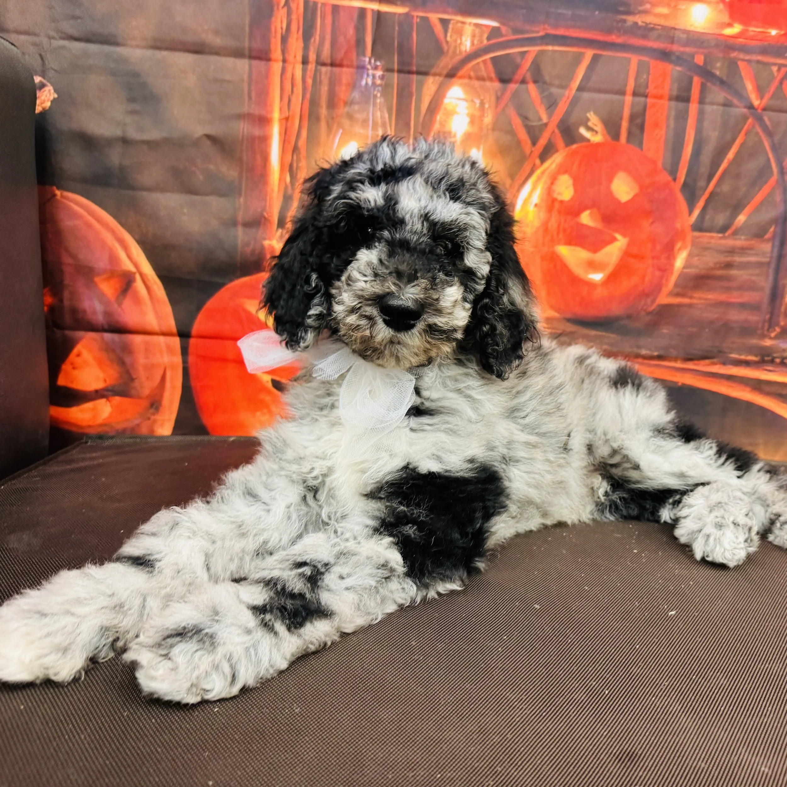 Poodle  Standard  "Booberry"  8lb  Male  DOB  7/9/2026