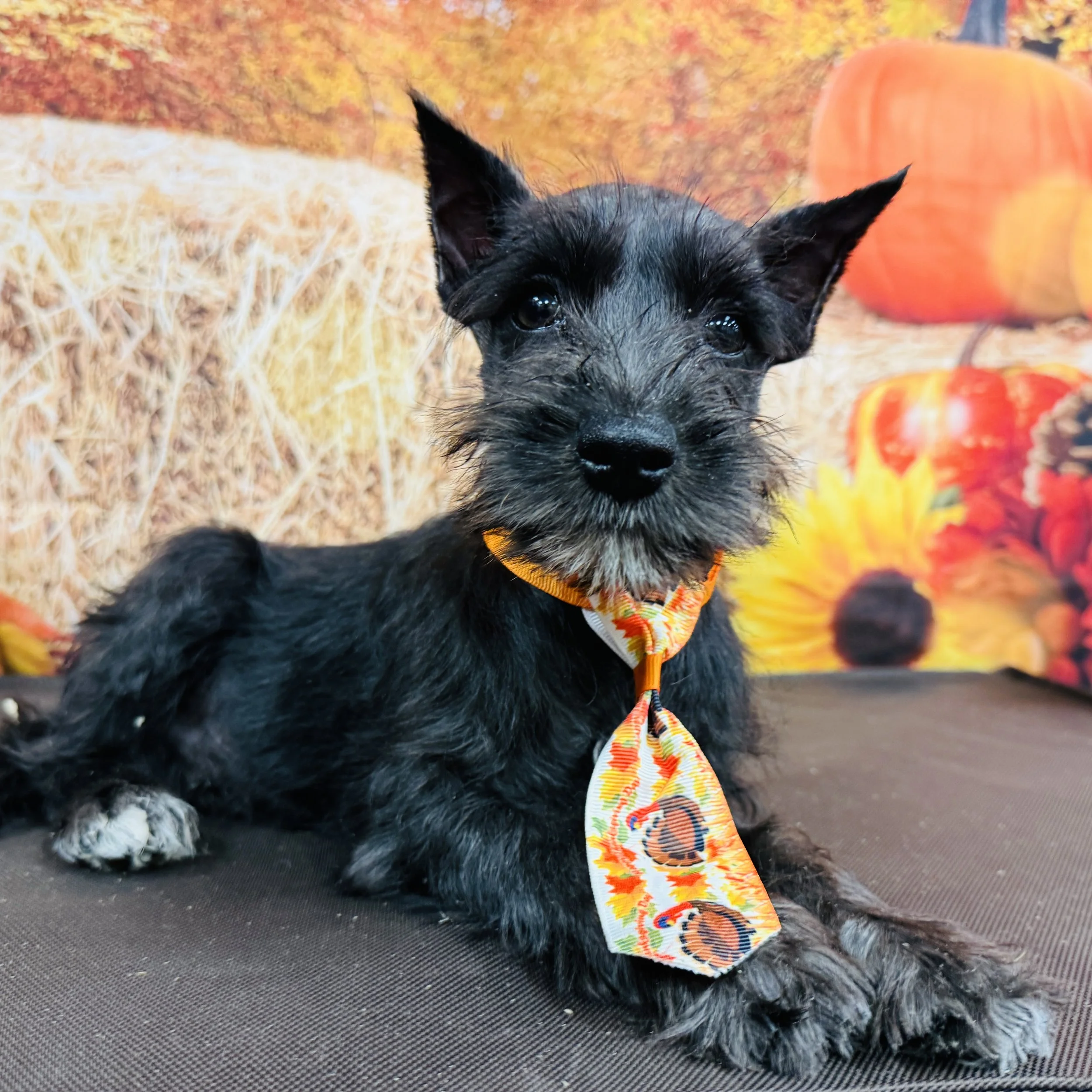 Mini Schnauzer  "Edmond" 5lb  Male  DOB  9/9/2025