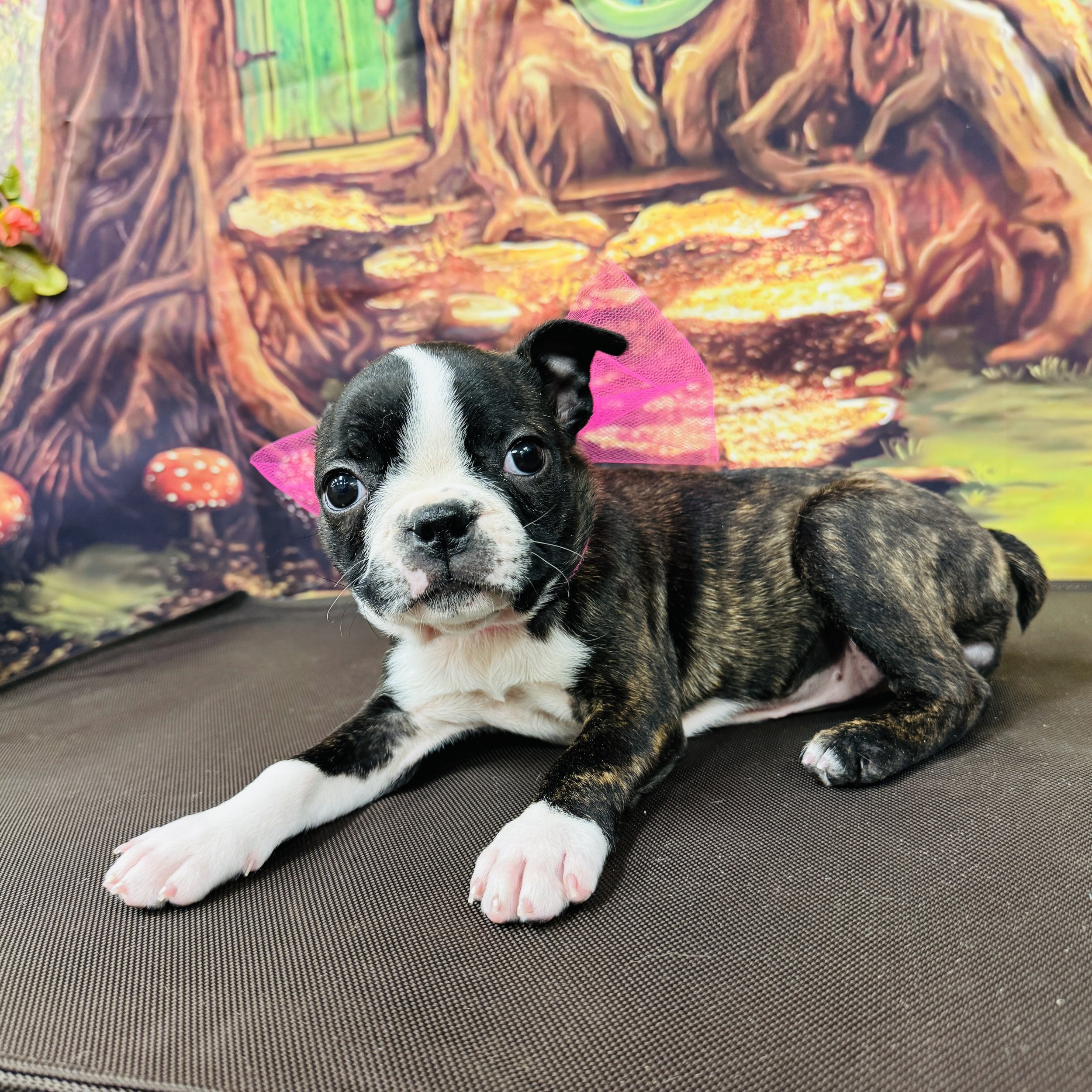 Boston Terrier  "Jellybean"  4.5lb  Female  DOB  12/28/2025