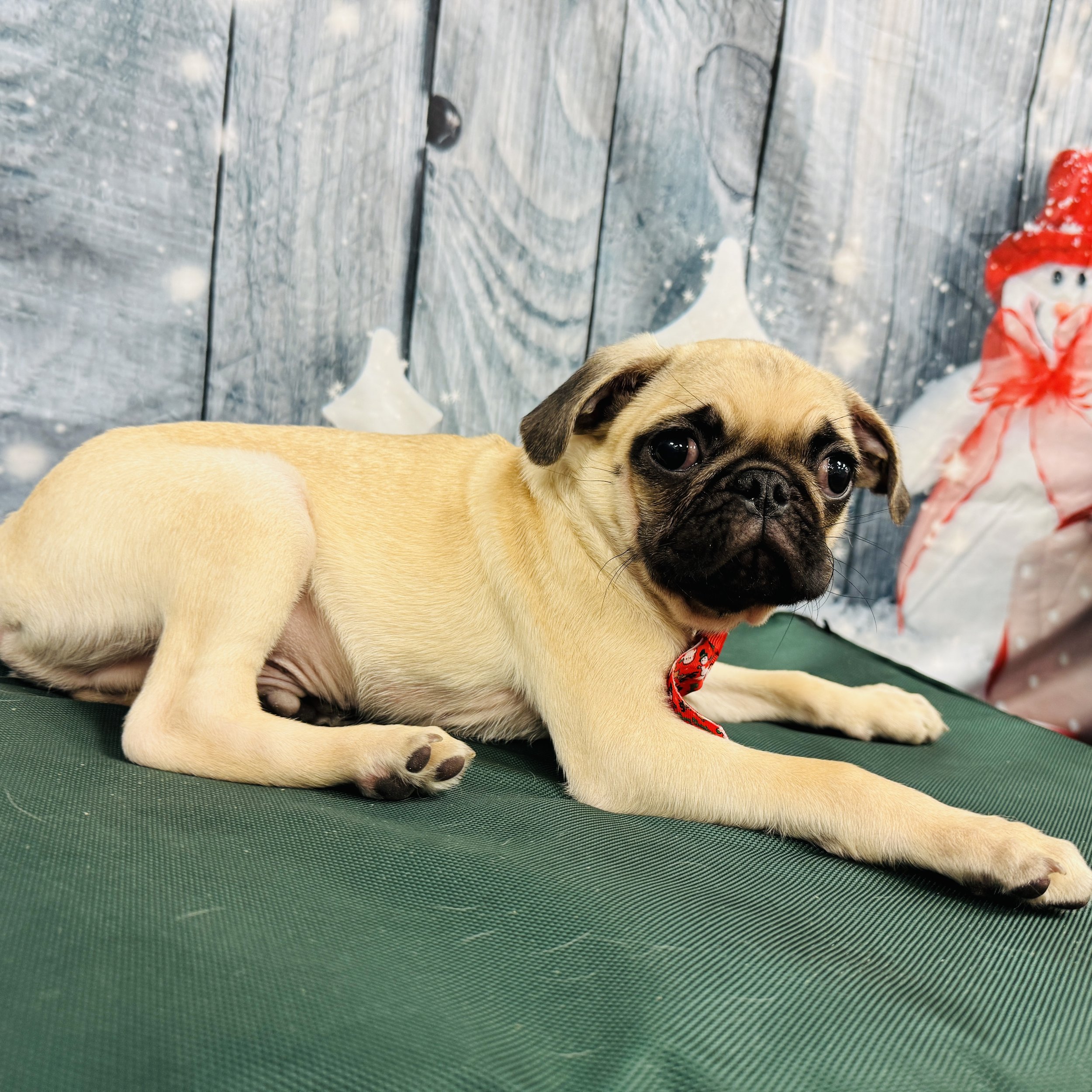Pug  "Squash"  6lb  Male  DOB  8/26/2025