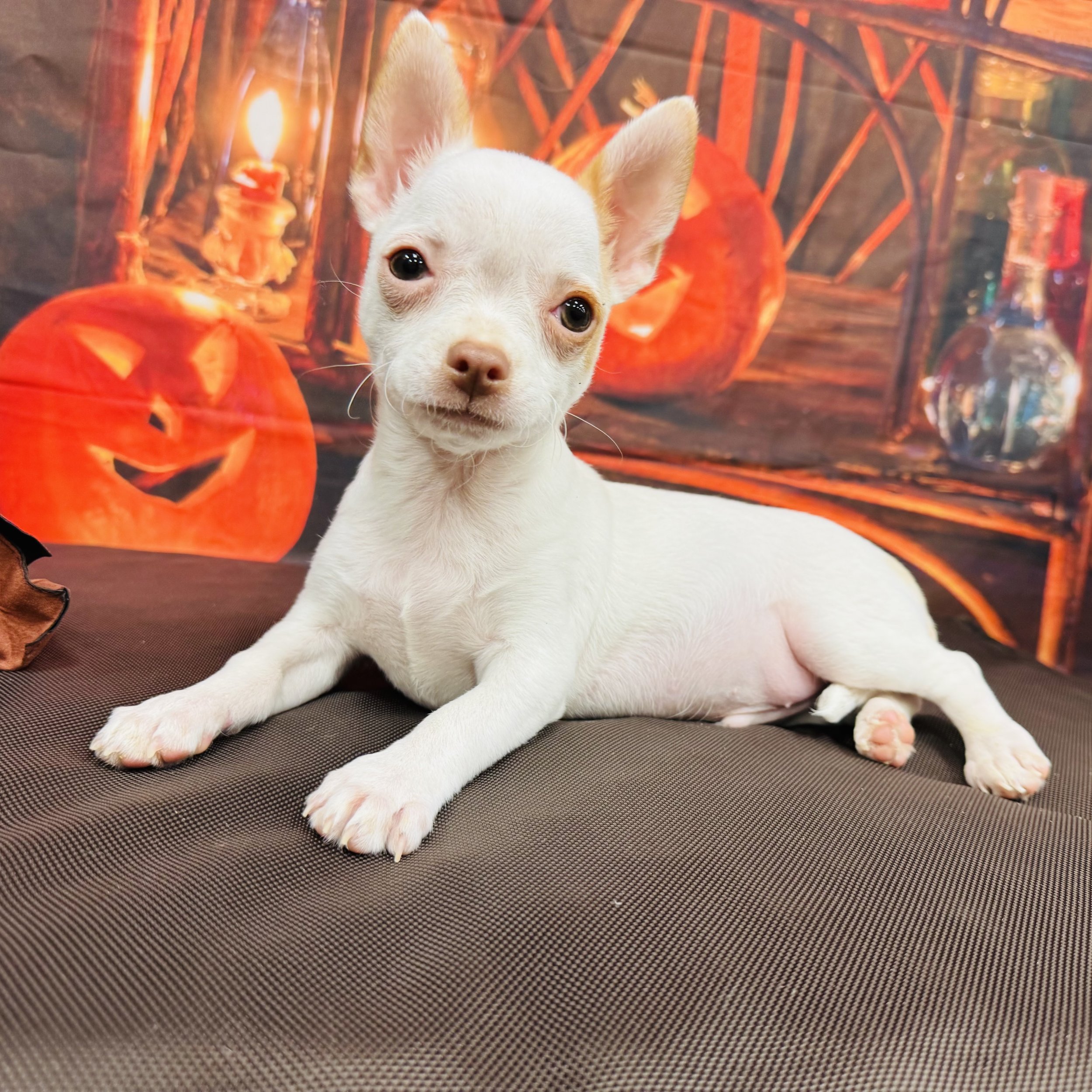 Chihuahua  "Ghost"  2lb  Male  DOB  7/11/2026