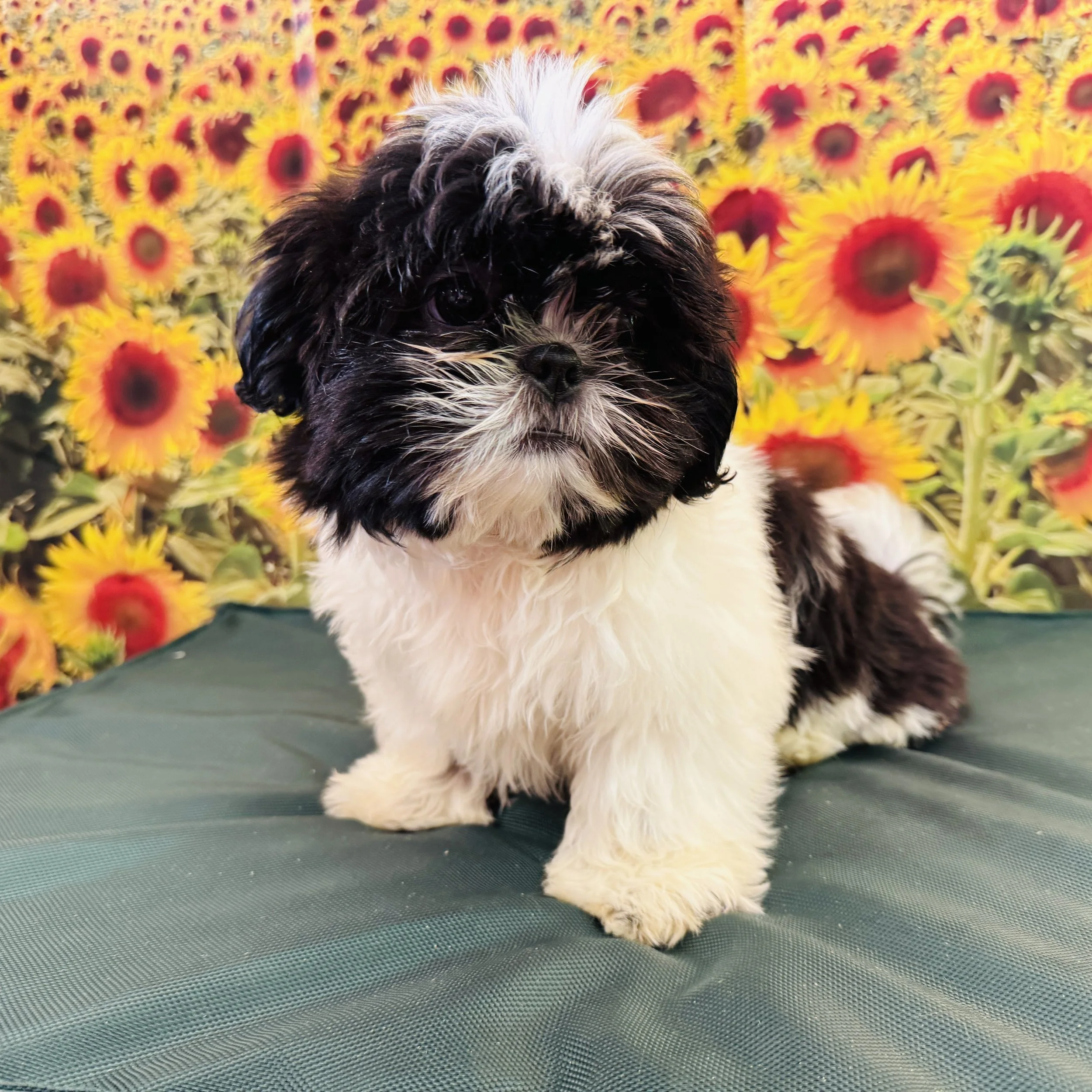 Shih Tzu "Mugsy" 5.5lb Male 5/8/2025