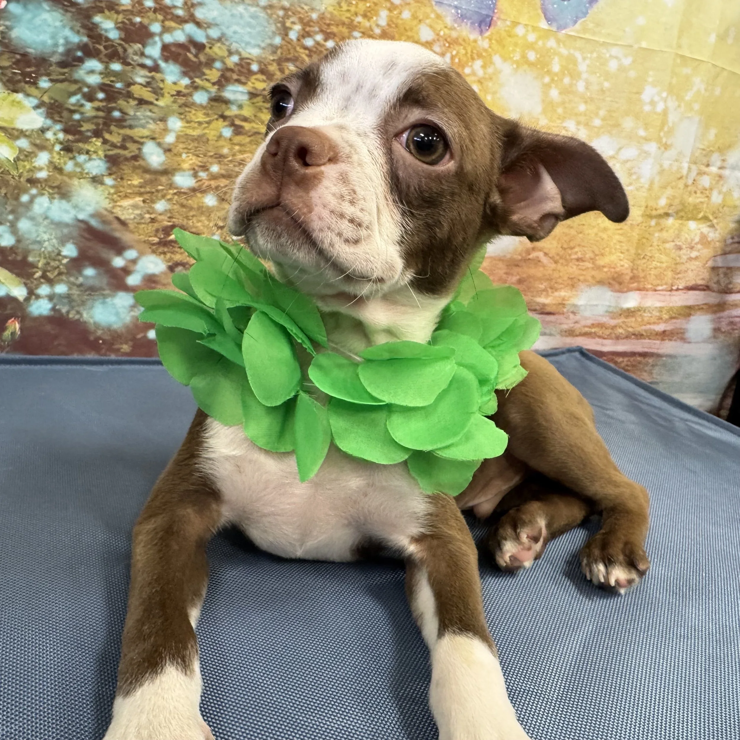 Boston "Pony"  5lb  Male  DOB  4/25/2026