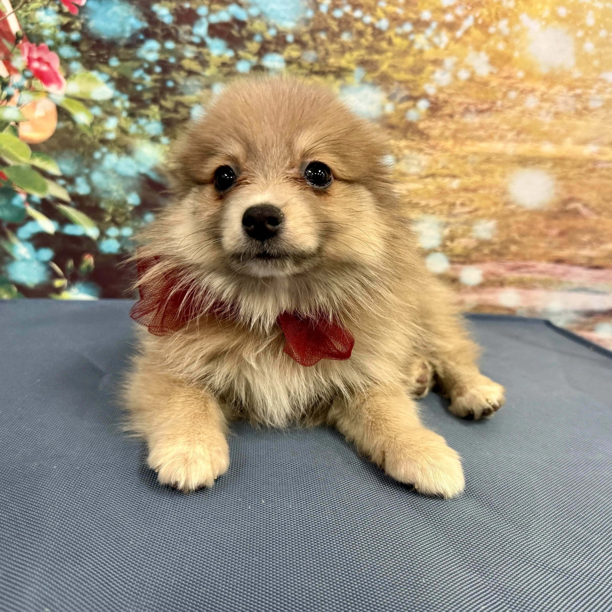 Pomeranian  "Carrots"  3lb  Male  DOB  2/14/2026