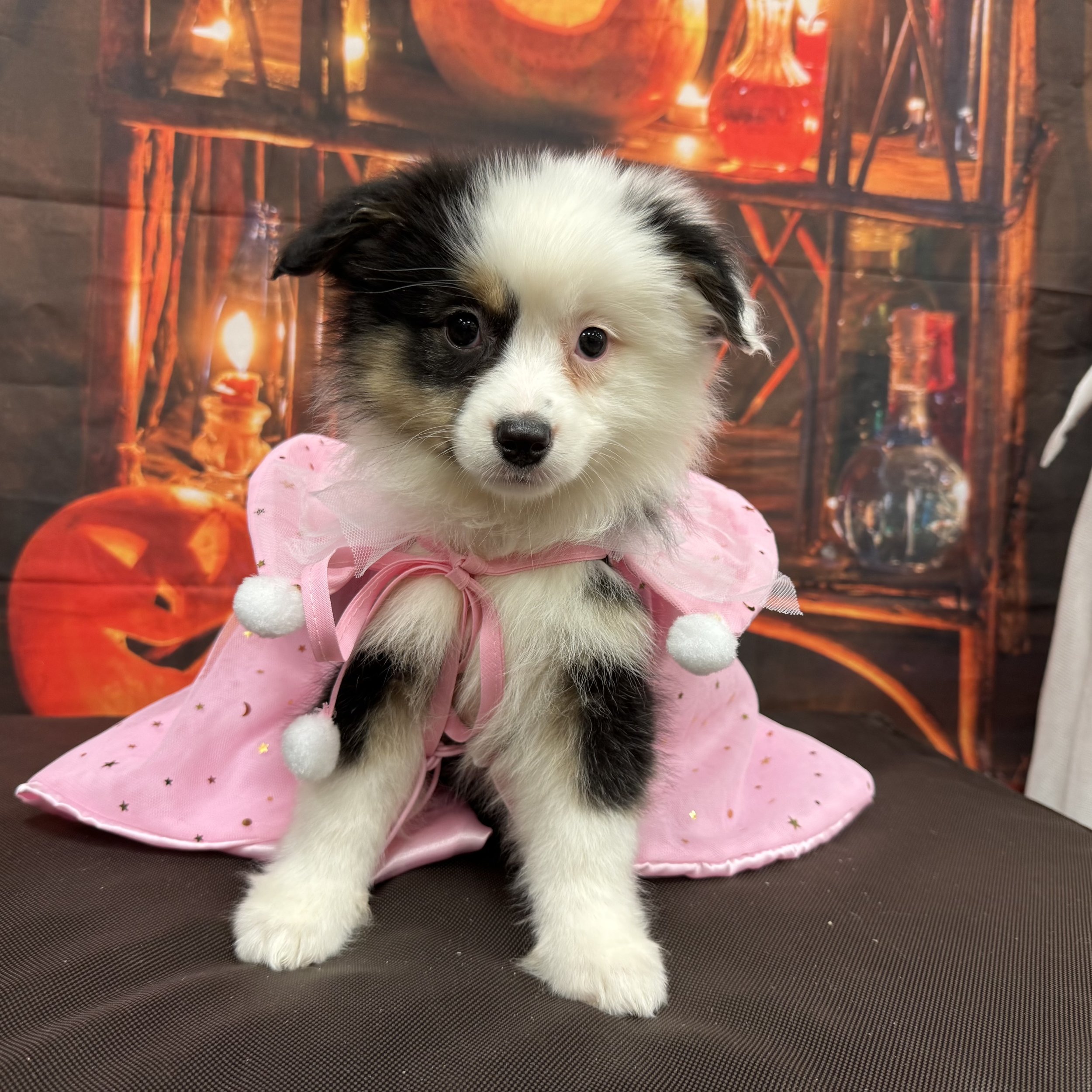 Mini Australian Shepherd  "Empress"  5lb  Female  DOB  8/19/2026