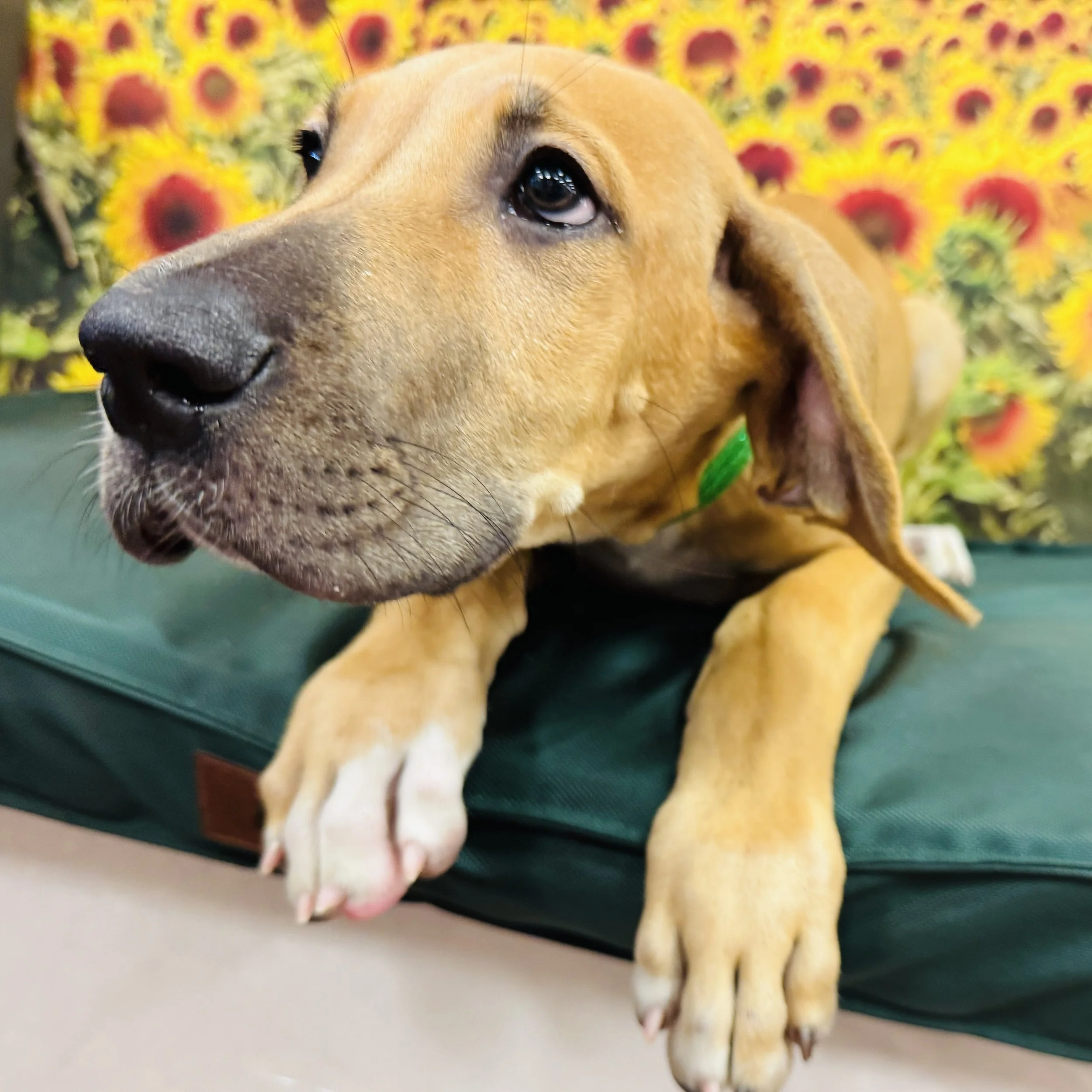 Great Dane "Suki" 24lb Female DOB 5/29/2025