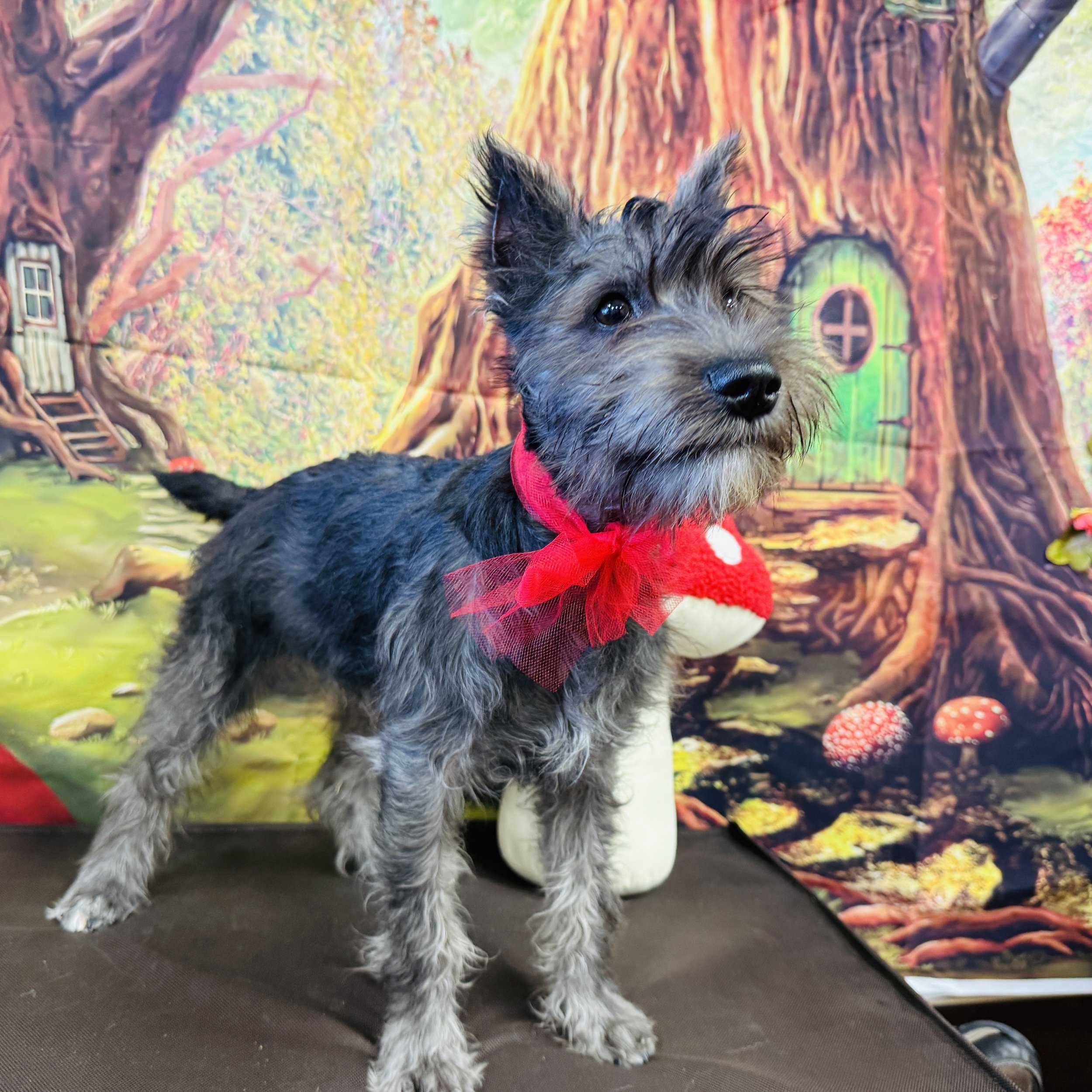 Mini Schnauzer  "Edmond" 7lb  Male  DOB  9/9/2025