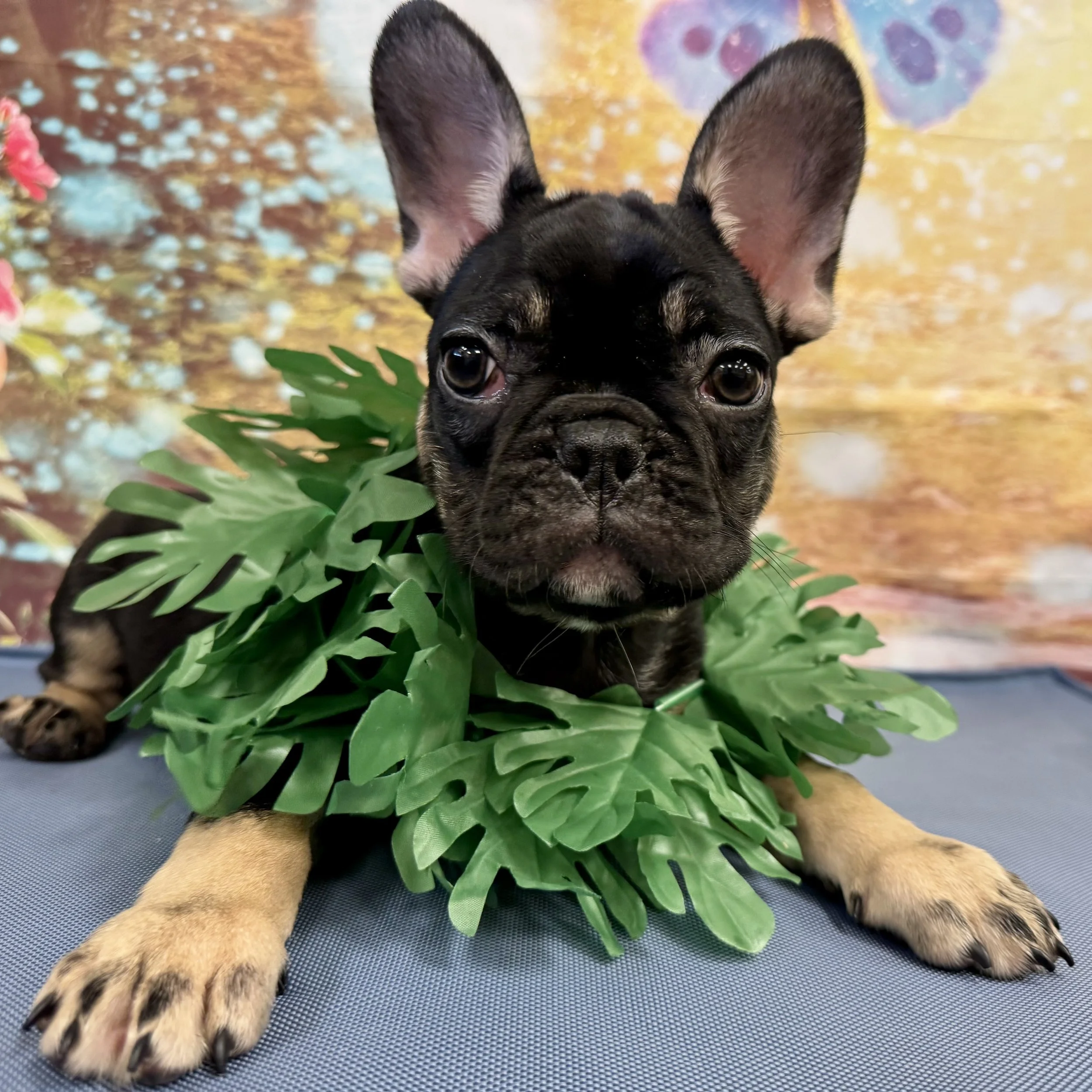 Frenchie   "Nomad"  8lb  Male  DOB  5/3/2026