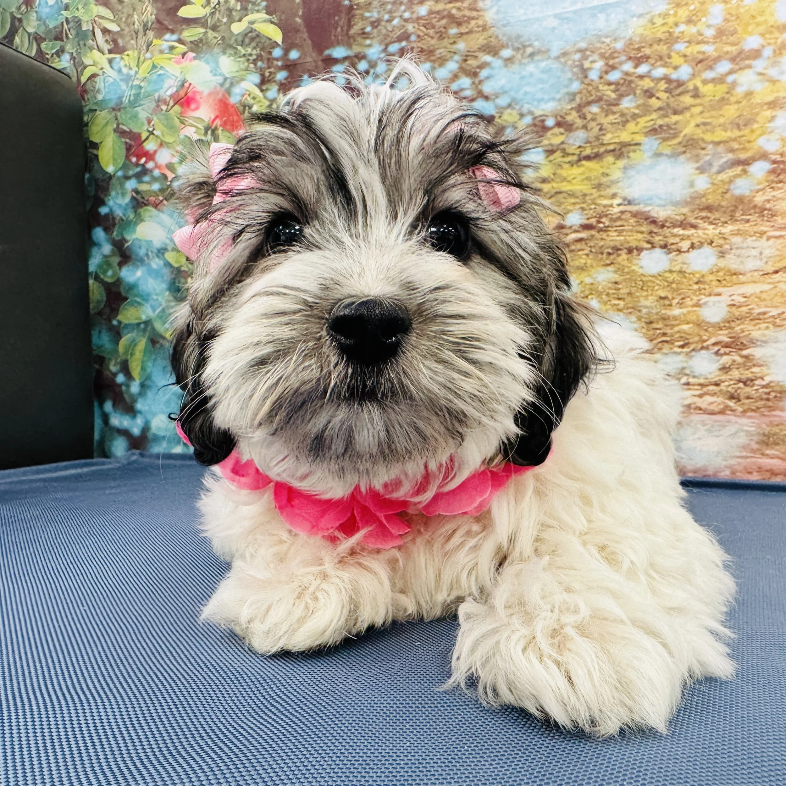 Coton de Tulear  "Crescent"   5lb  Female  DOB  3/16/2026