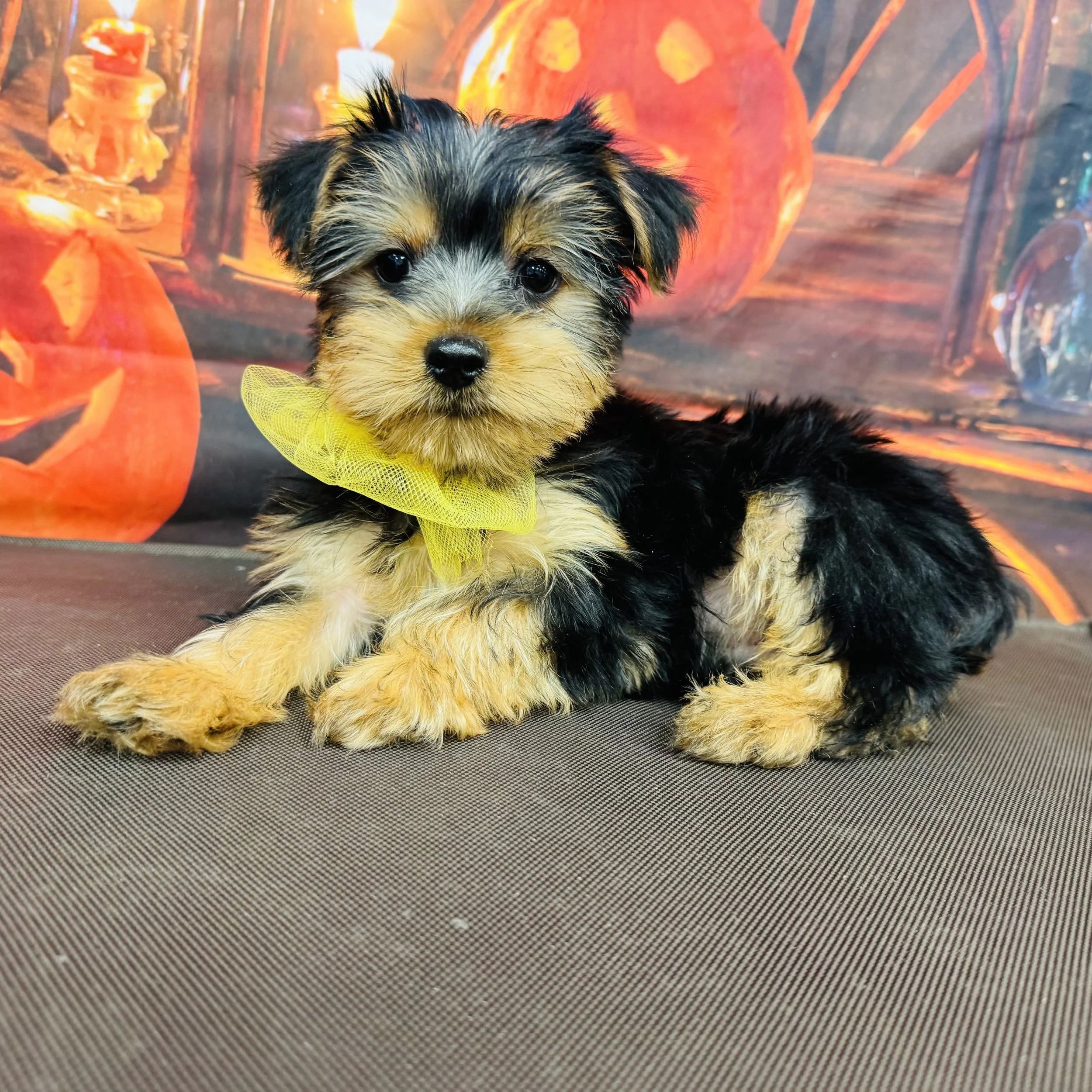 Yorkie  "Havoc"  3lb  Male  DOB  7/3/2026