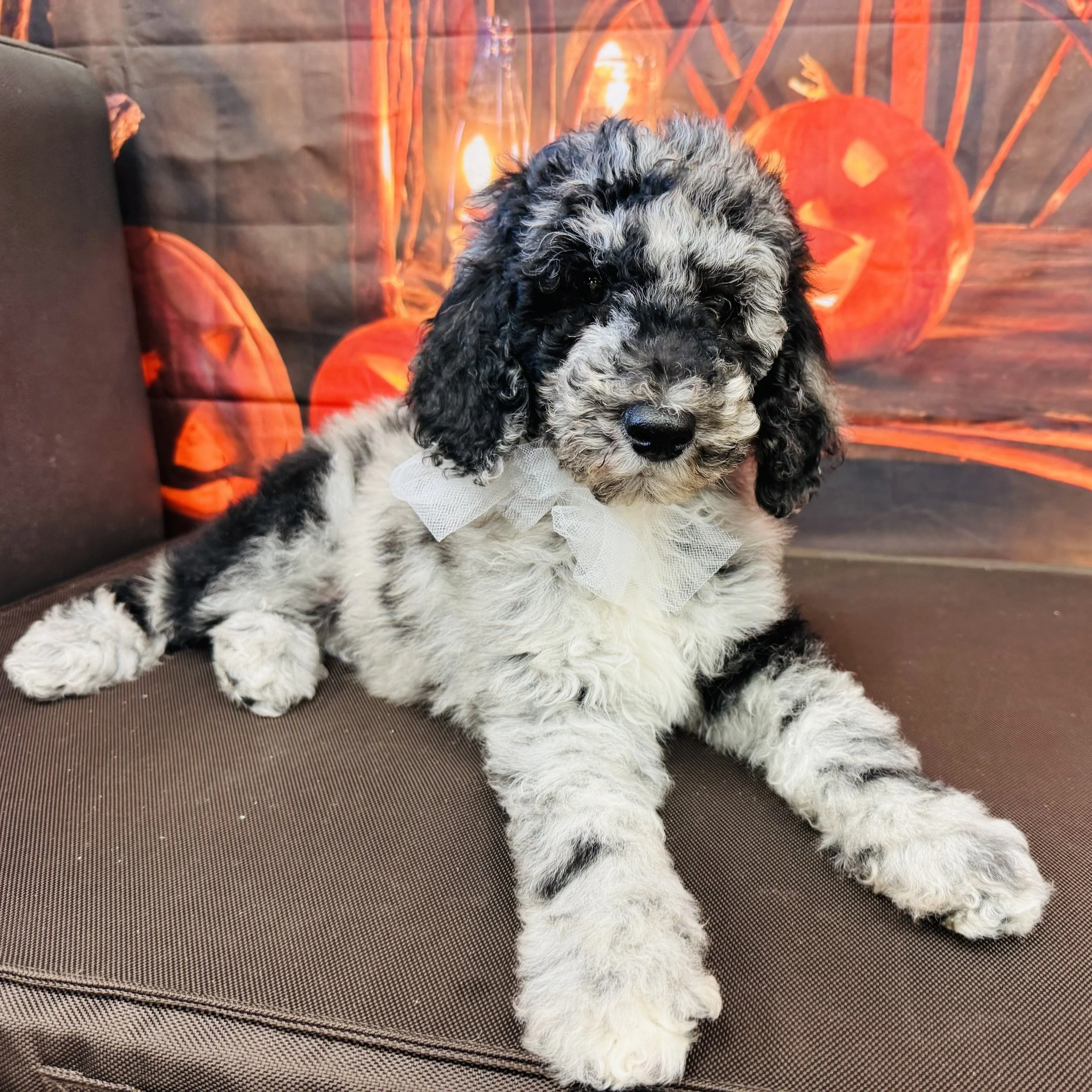 Poodle  Standard  "Booberry"  8lb  Male  DOB  7/9/2026