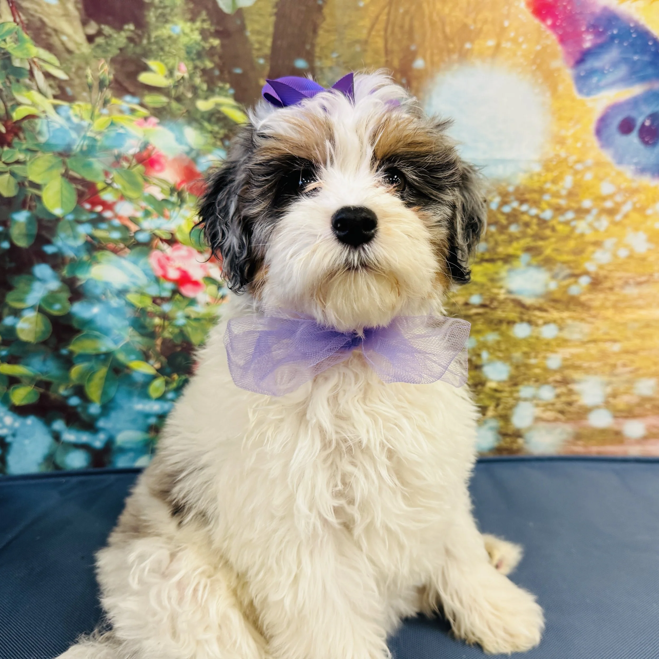 Mini Bernedoodle  "Panda"  6lb  Female  DOB  2/23/2026
