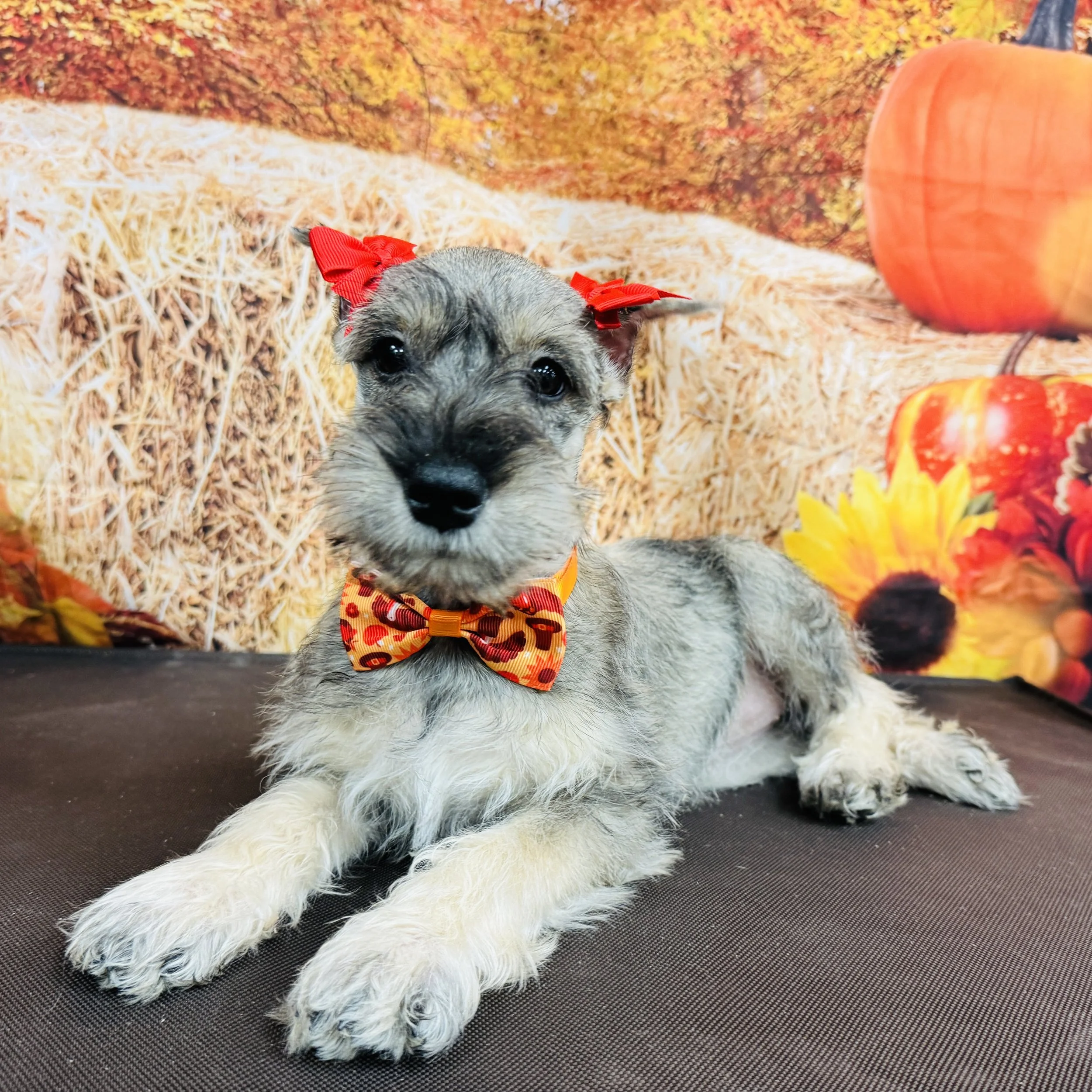 Mini Schnauzer  "Lucy" 7lb  Female  DOB  9/9/2025