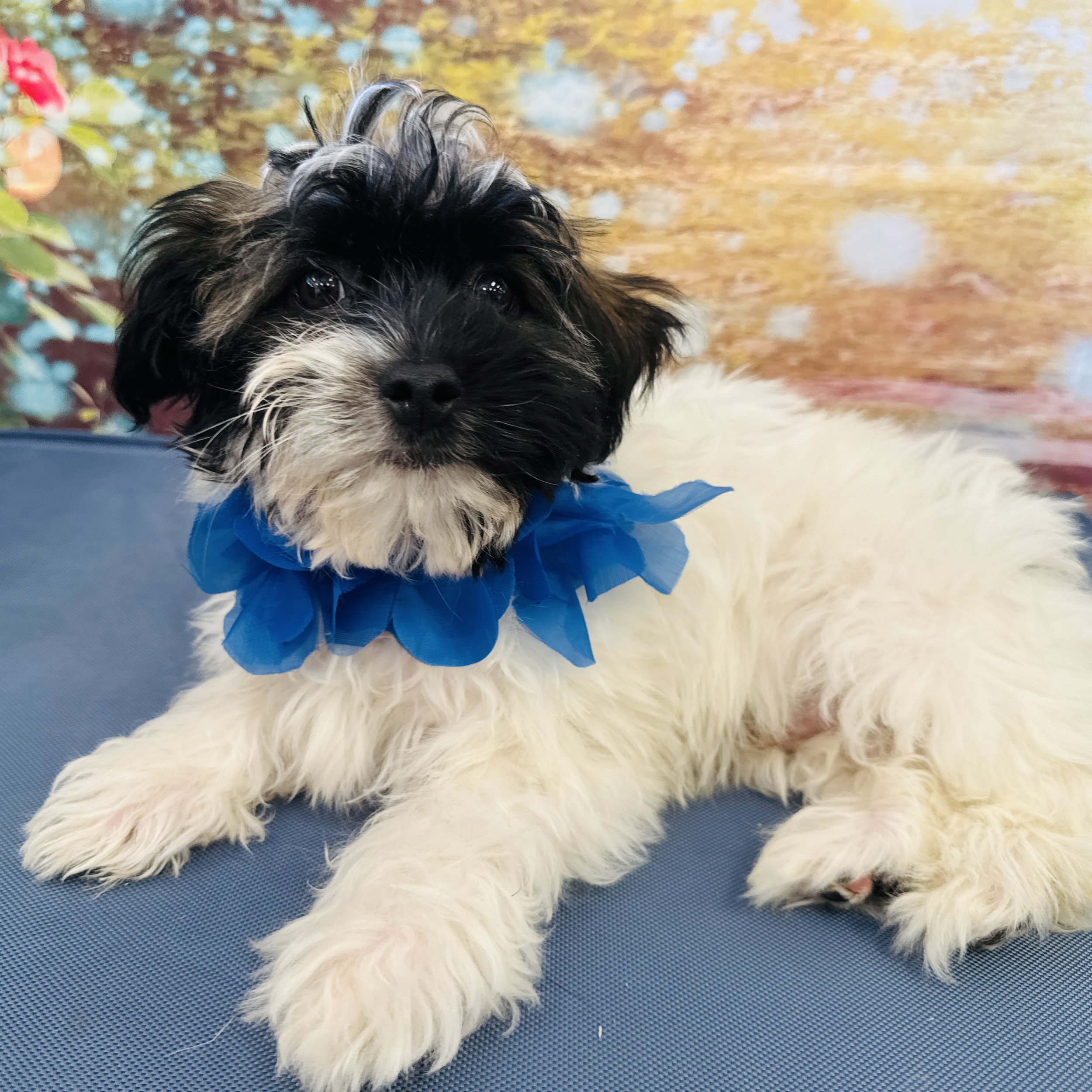 Havanese  "Puzzle"  4lb  Male  DOB  3/11/2026