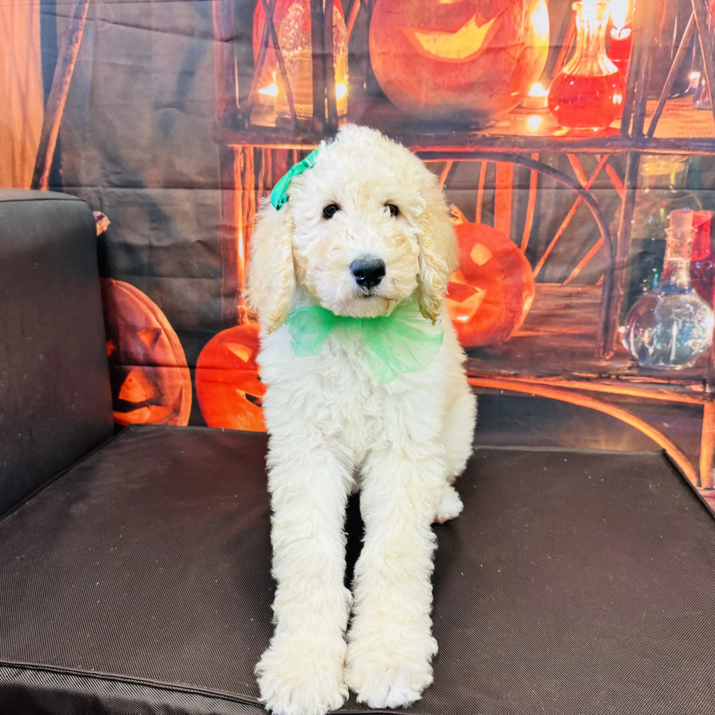 Poodle  Standard  "Rory"  11lb  Female  DOB  7/9/2026