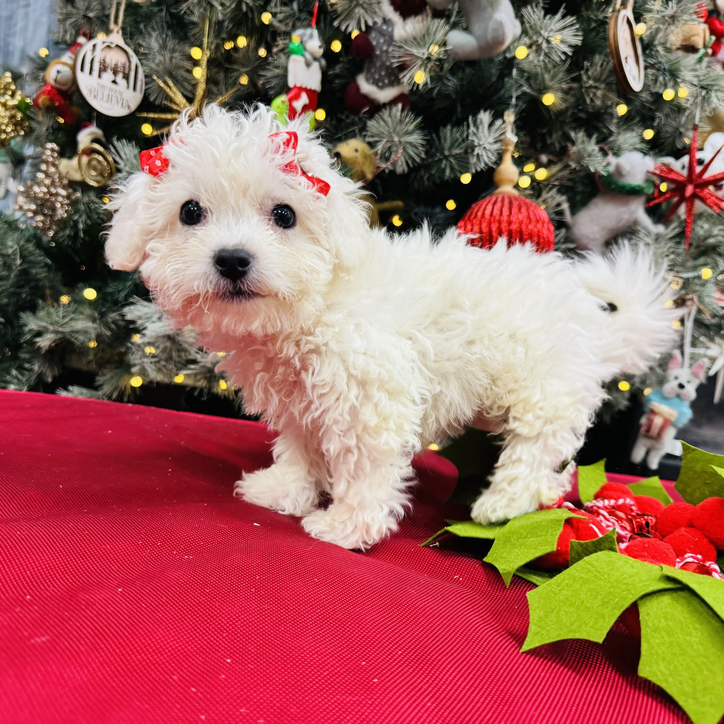Bichon  "Dove"  3lb  Female  DOB  10/4/2025