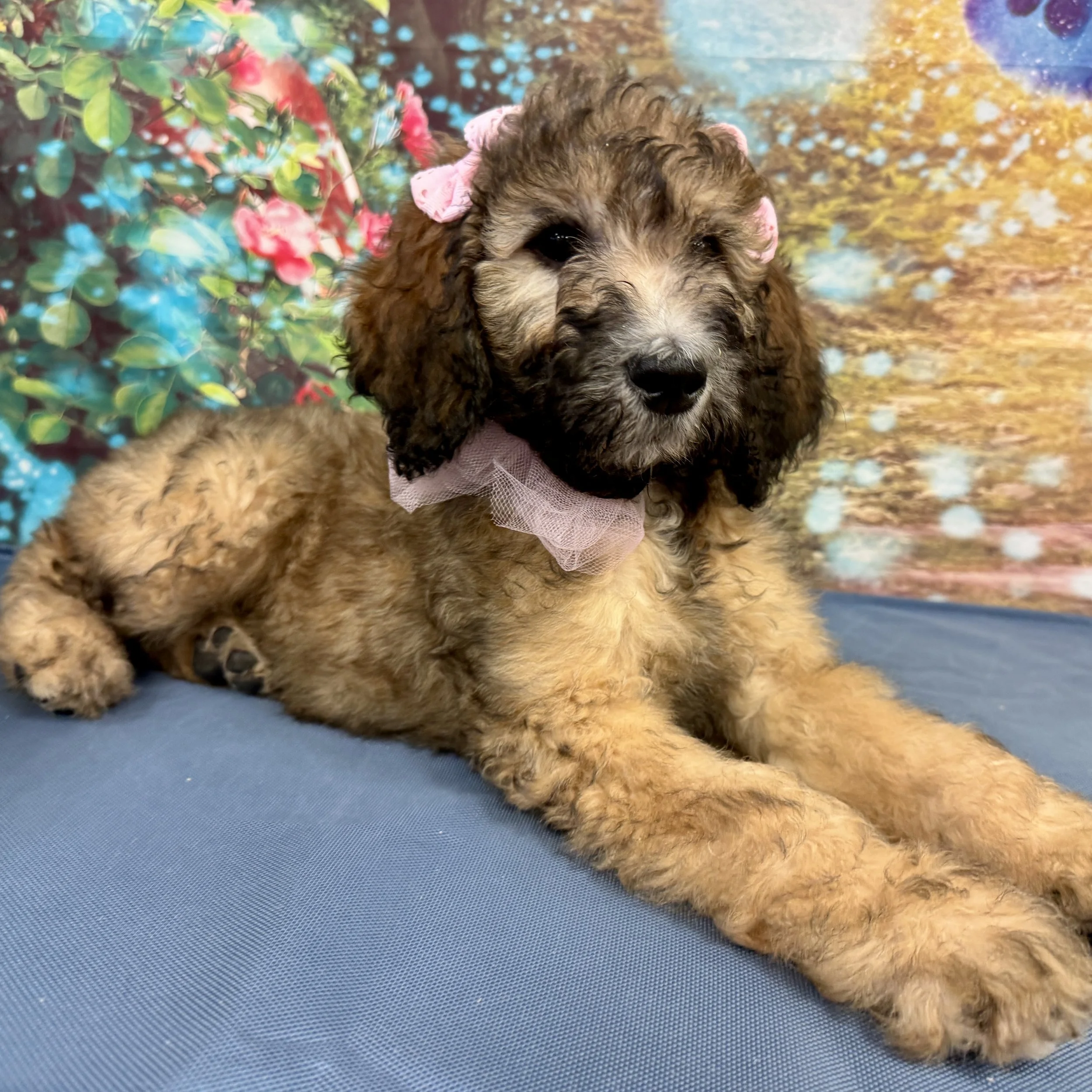 Standard Poodle "Juniper"  9lb  Female  DOB  2/17/2026