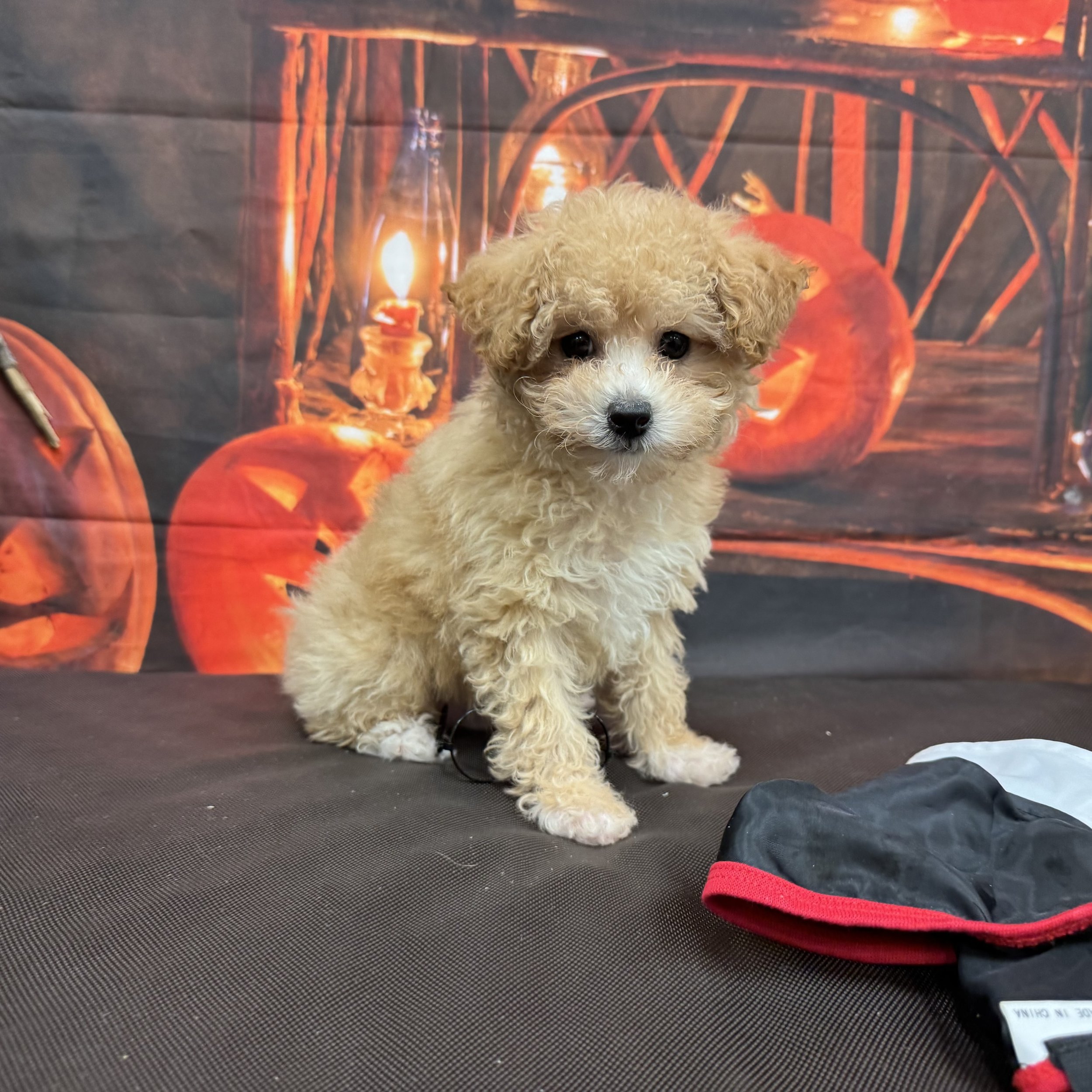 Toy Poodle  "Tolkien"   2lb  Male  DOB  8/17/2026