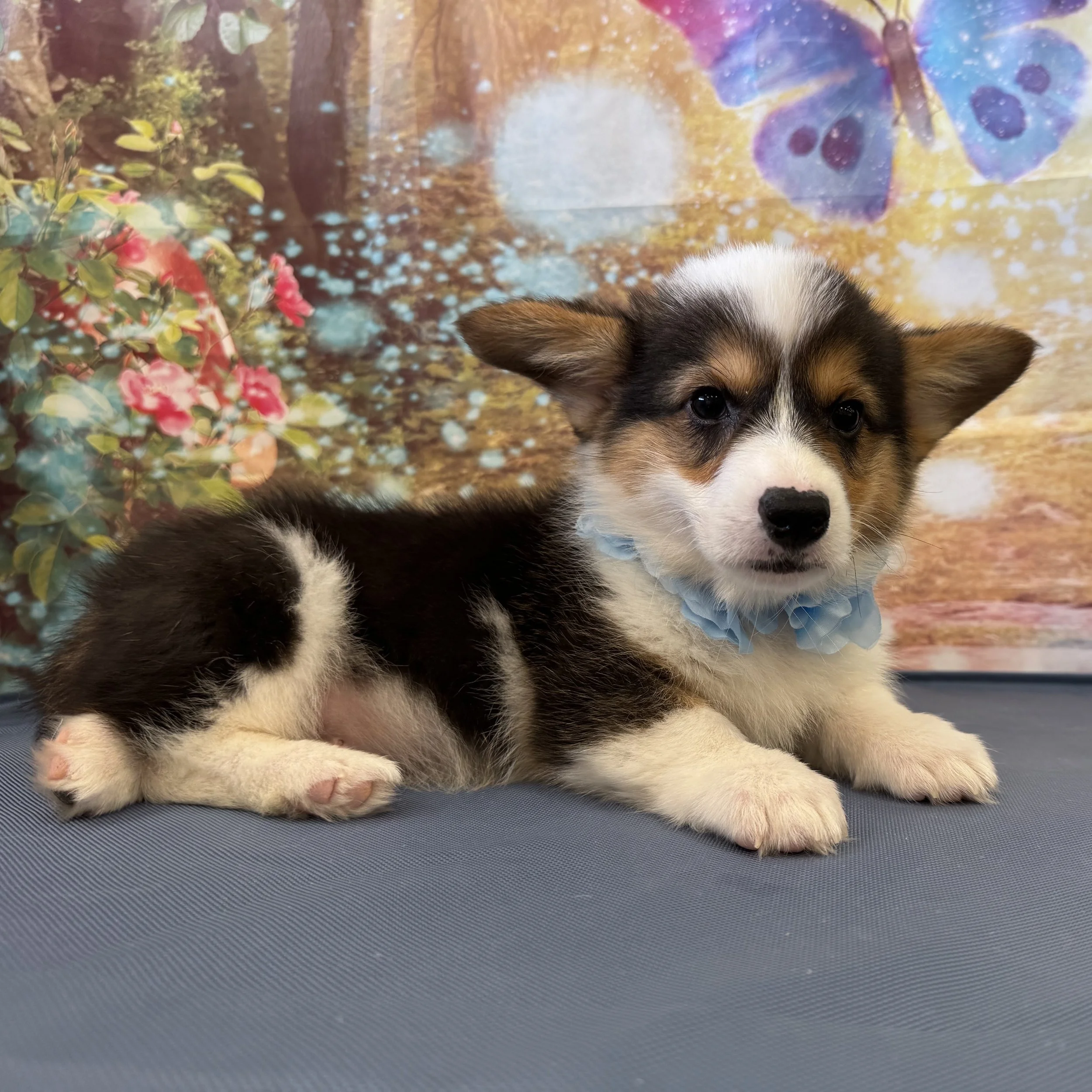 Pembroke Welsh Corgi "Butter"  5lb  Male  DOB  5/21/2026