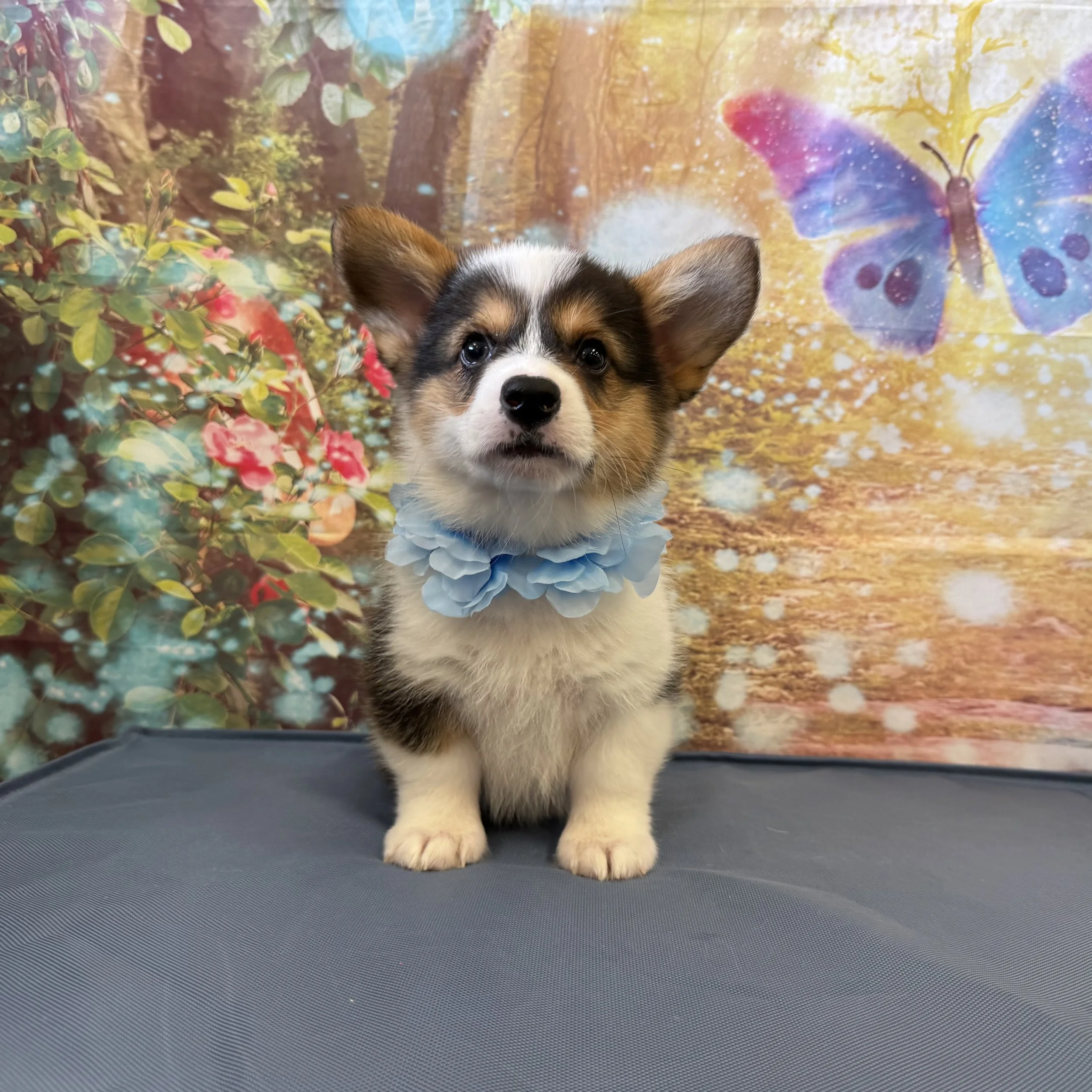 Pembroke Welsh Corgi "Butter"  5lb  Male  DOB  5/21/2026