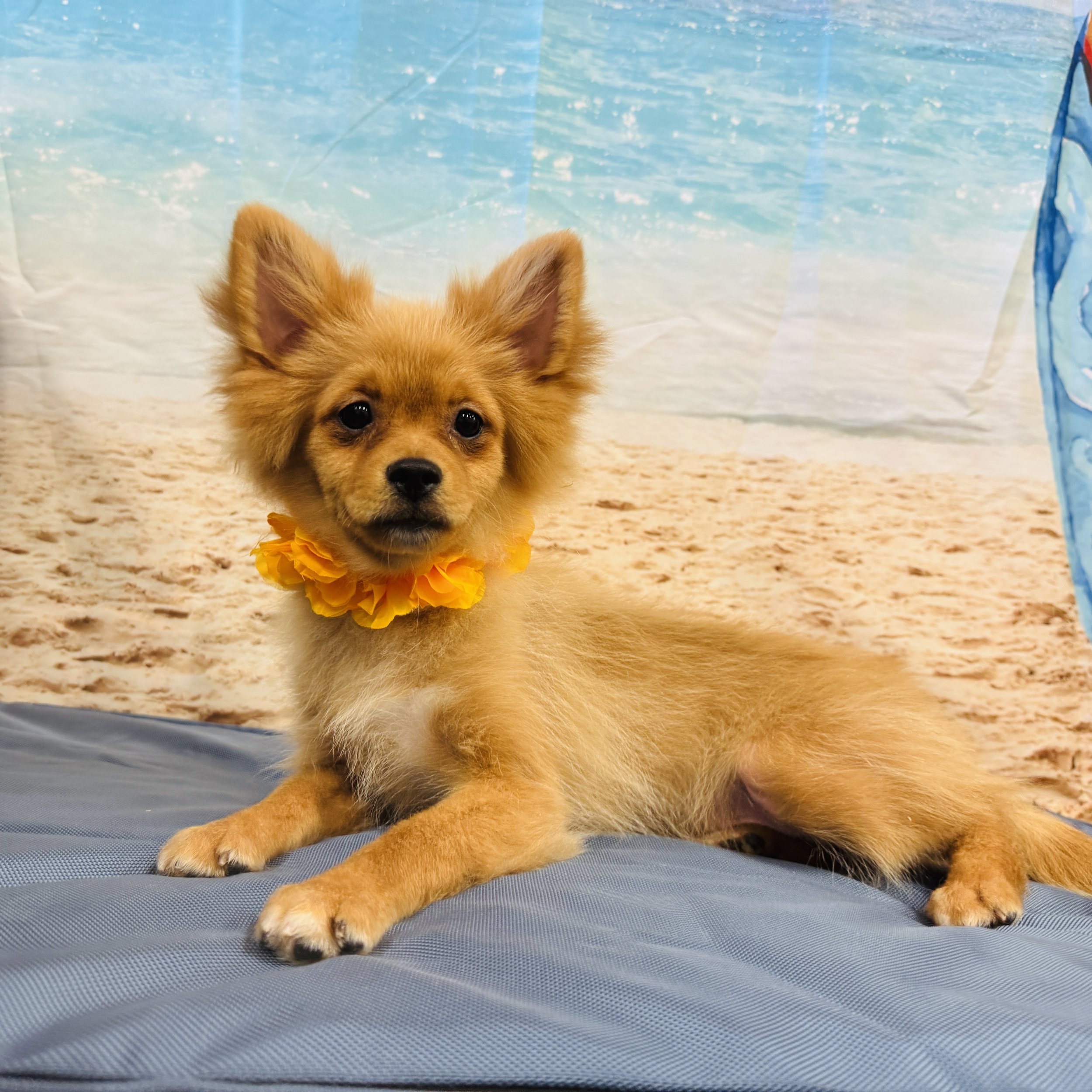 Pomeranian "Whizbee" 6lb Male DOB 2/22/2025
