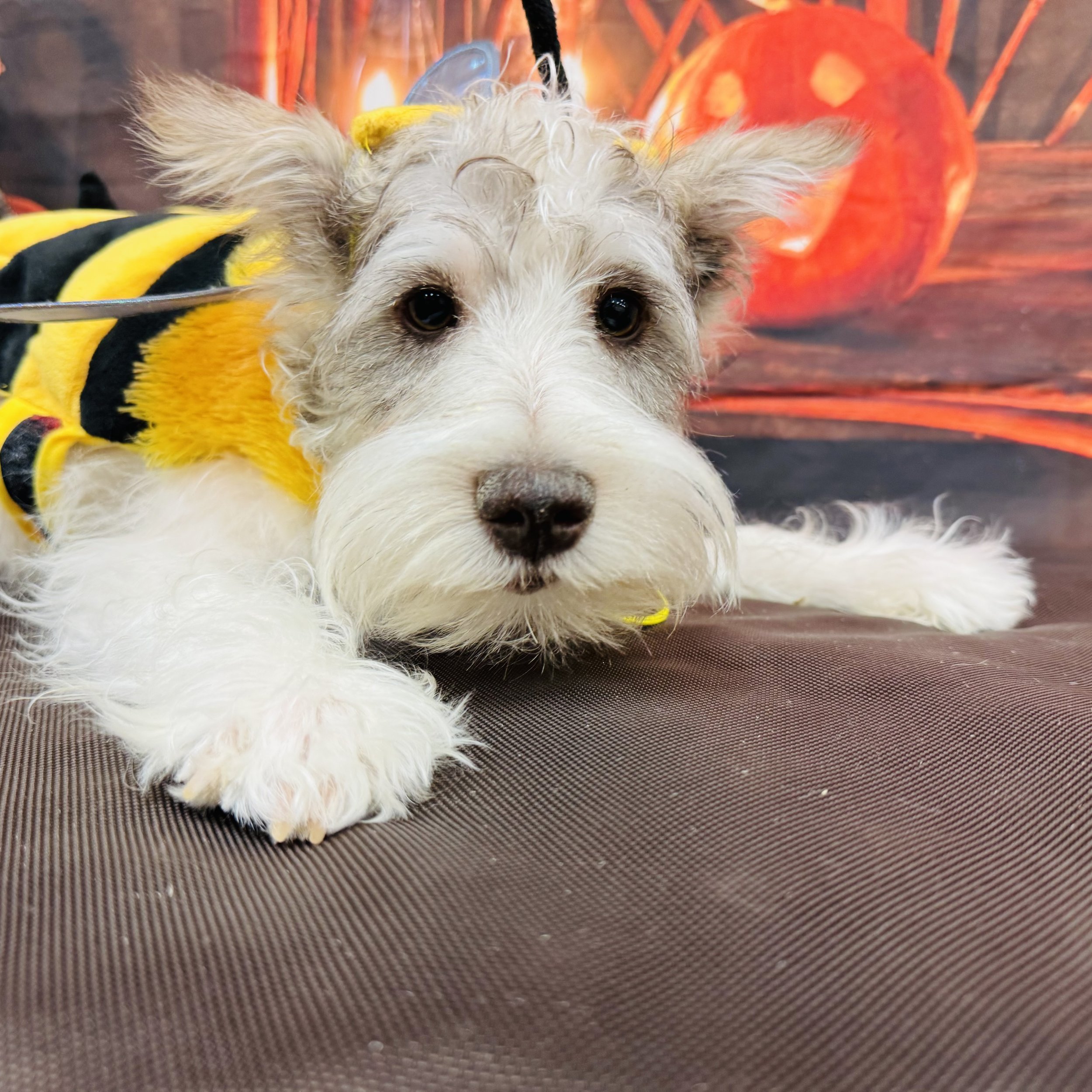 Mini Schnauzer  "Aspen"  11lb  Male   DOB  5/15/2026