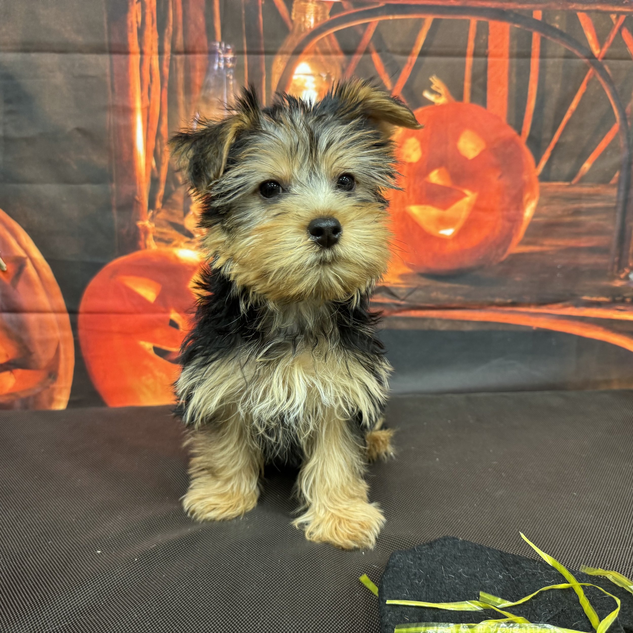 Yorkie   "Poncho"  3lb   Male  DOB  8/15/2026